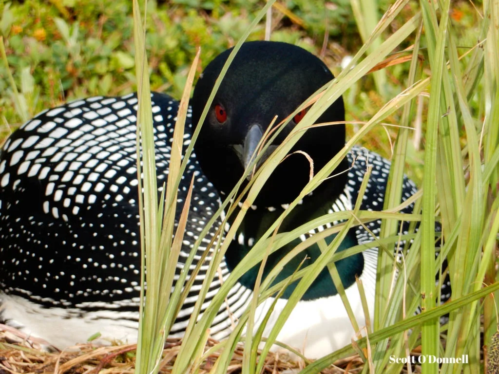 Nesting Common Loon