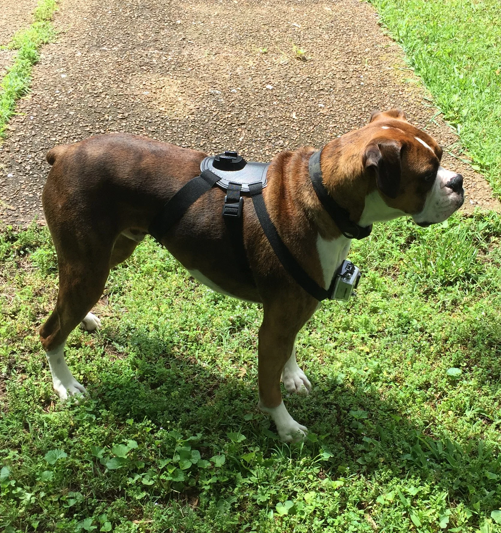 I bought a house for a dog.