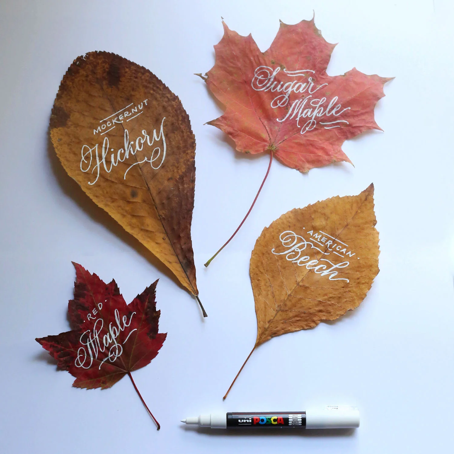 4Leaves.jpg