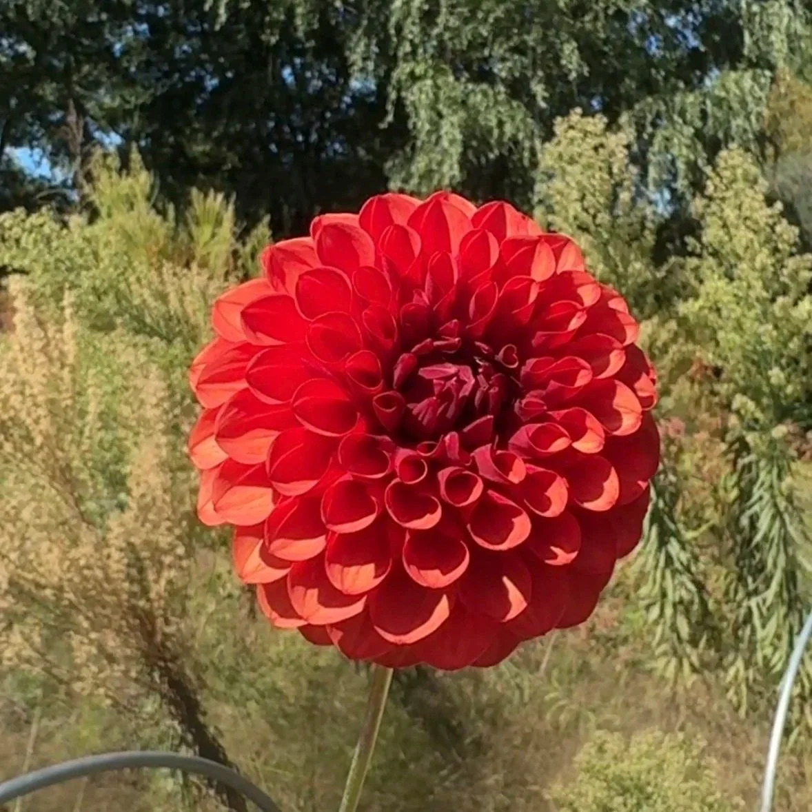 Brown Sugar Dahlia Tuber