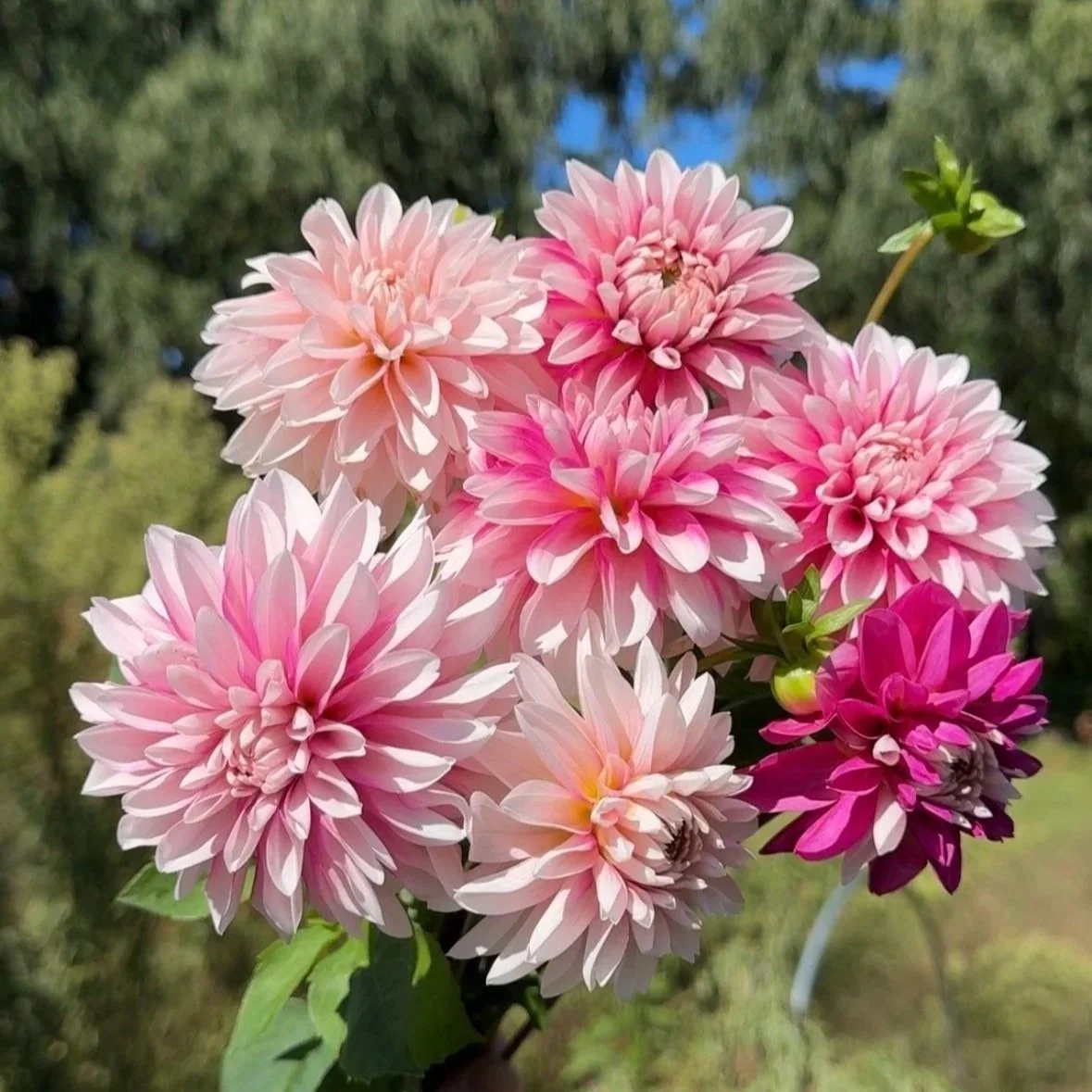 Budapest Blush Dahlia Tuber
