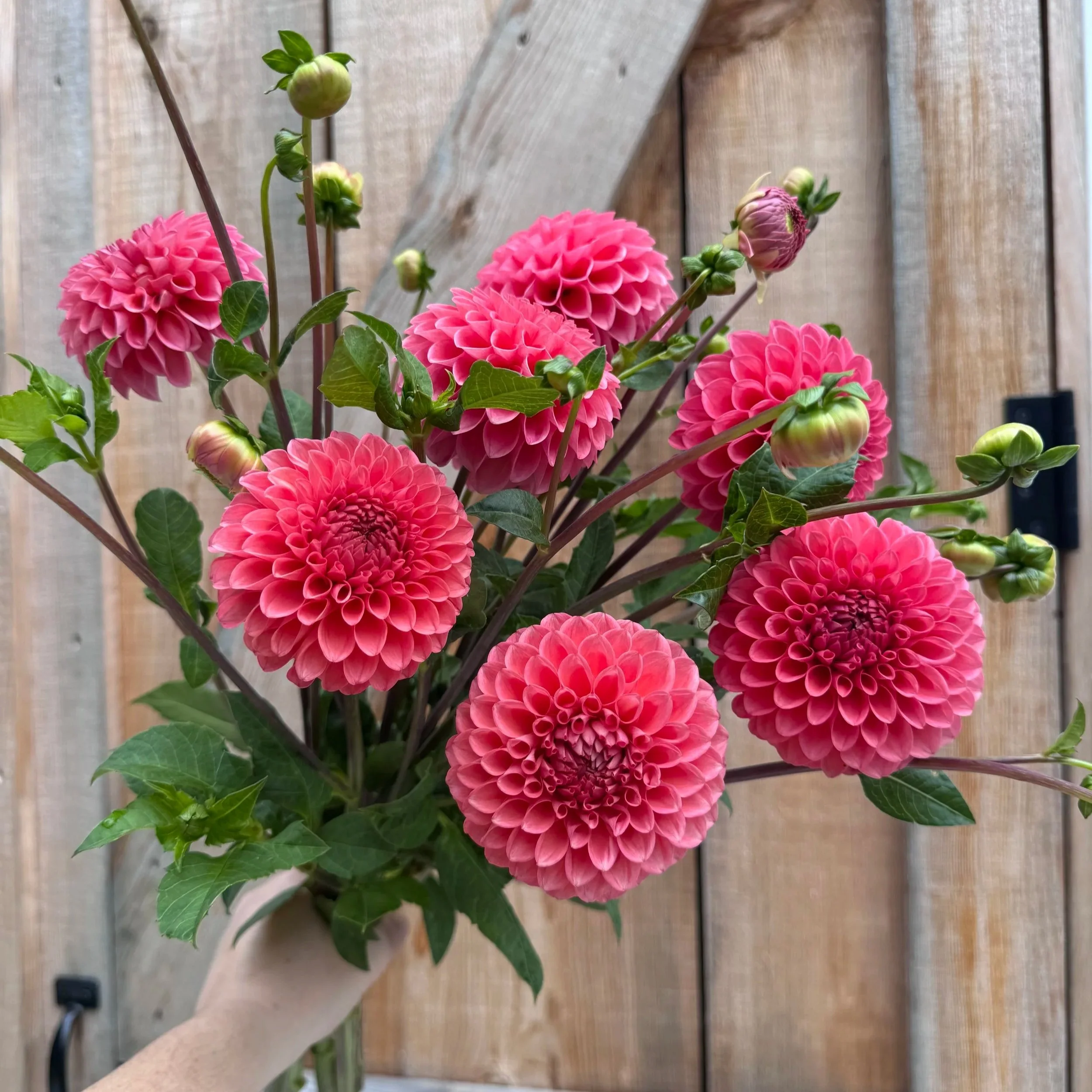 Parkland Tribute Dahlia Tuber
