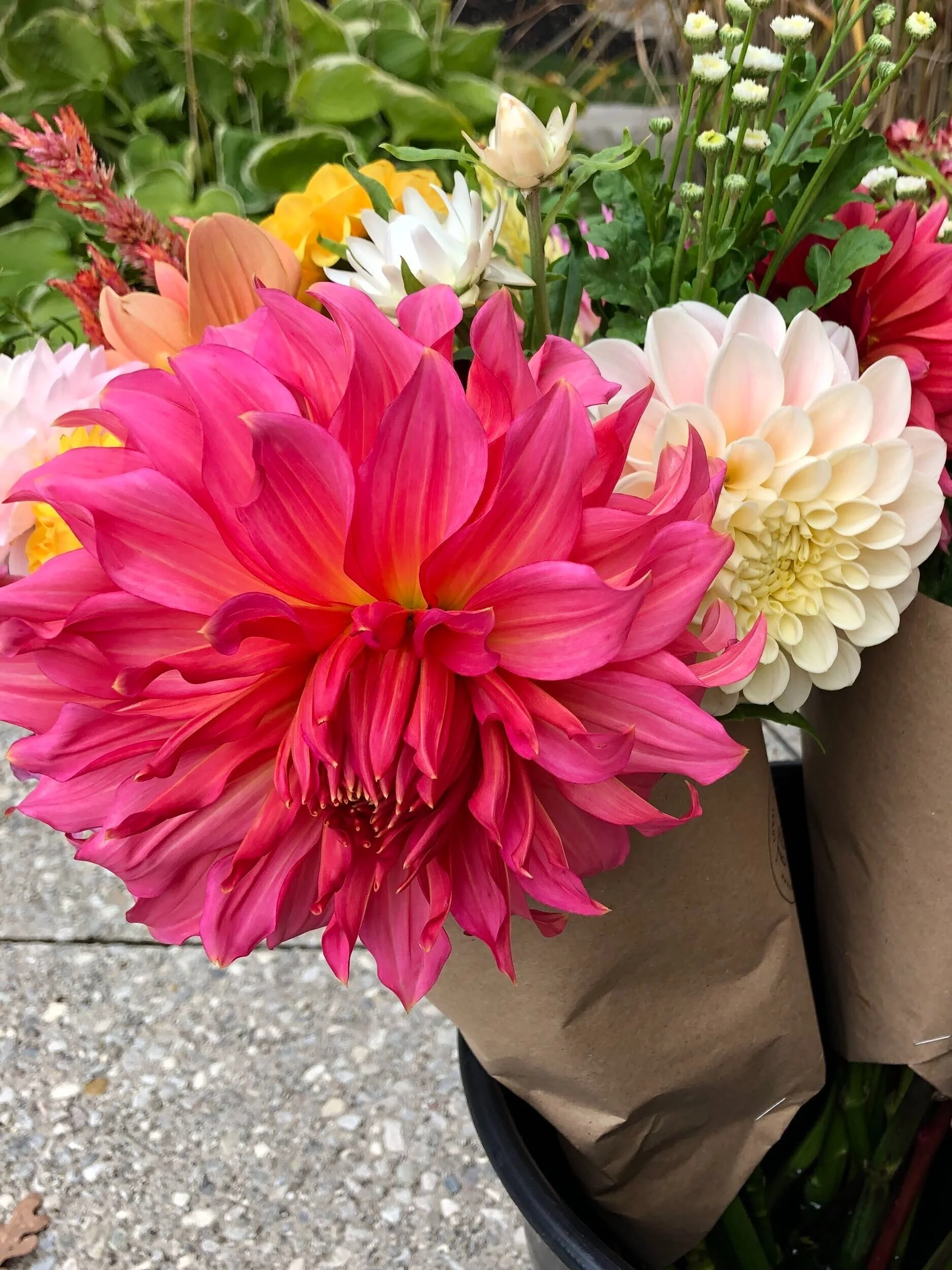 Islander Dahlia Tuber