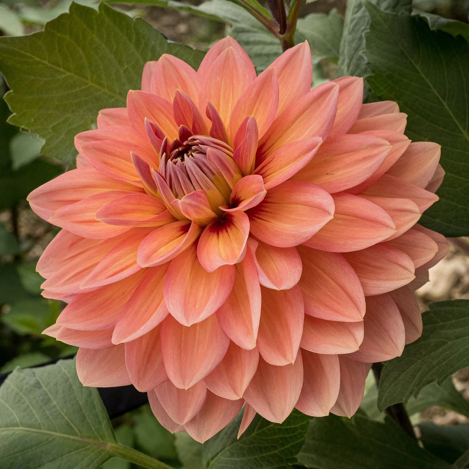 Nicholas Dahlia Tuber