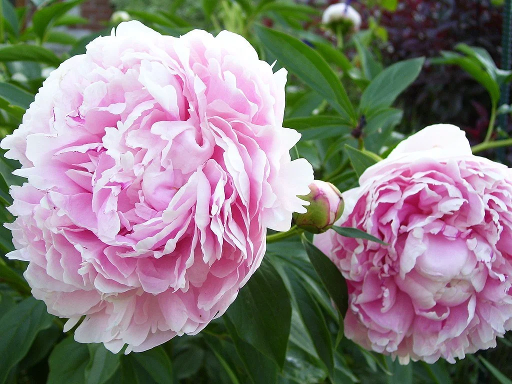 Sarah Bernhardt Peony (Bare Root) - Pick up only