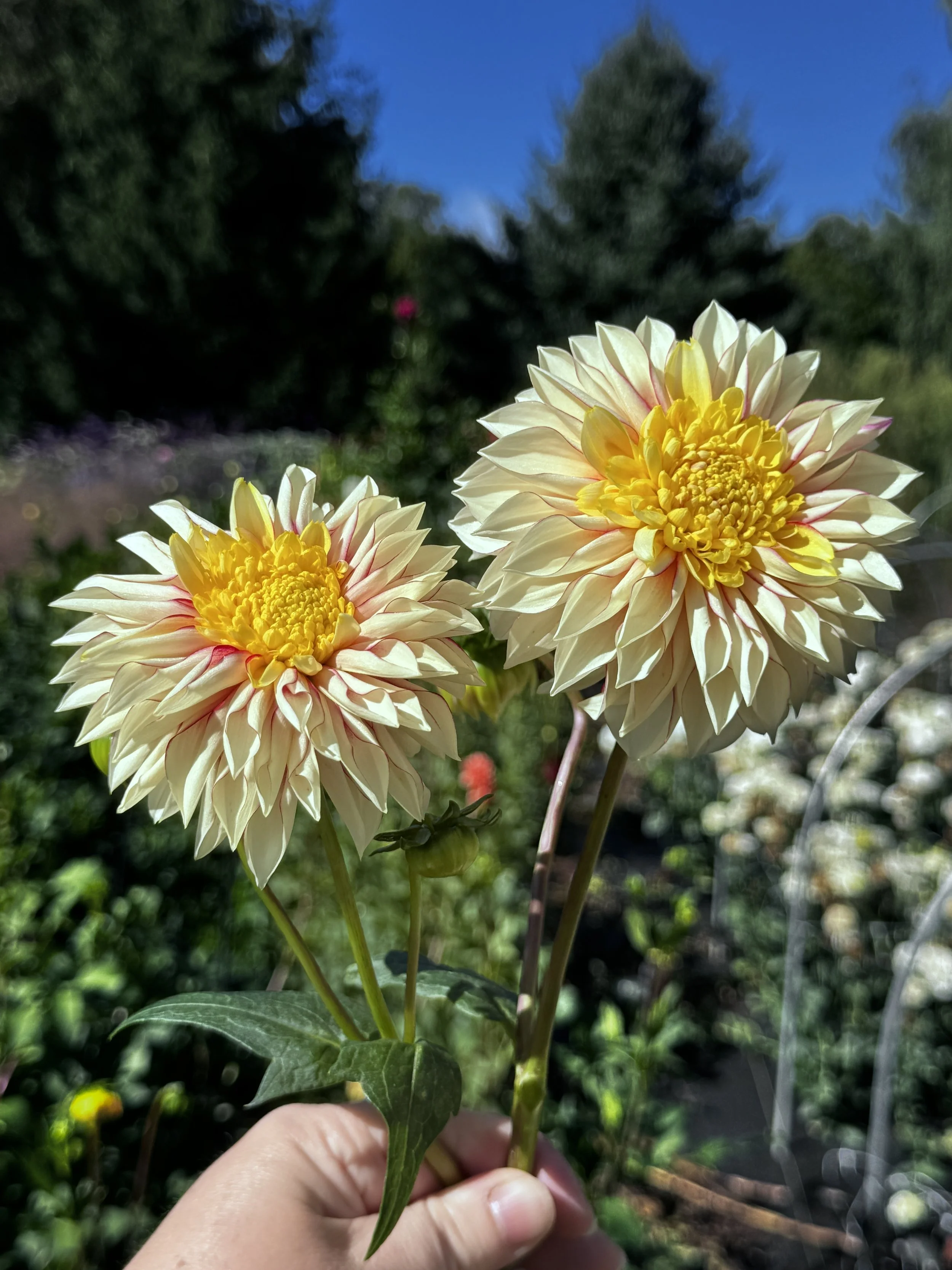 Polka Dahlia Tuber