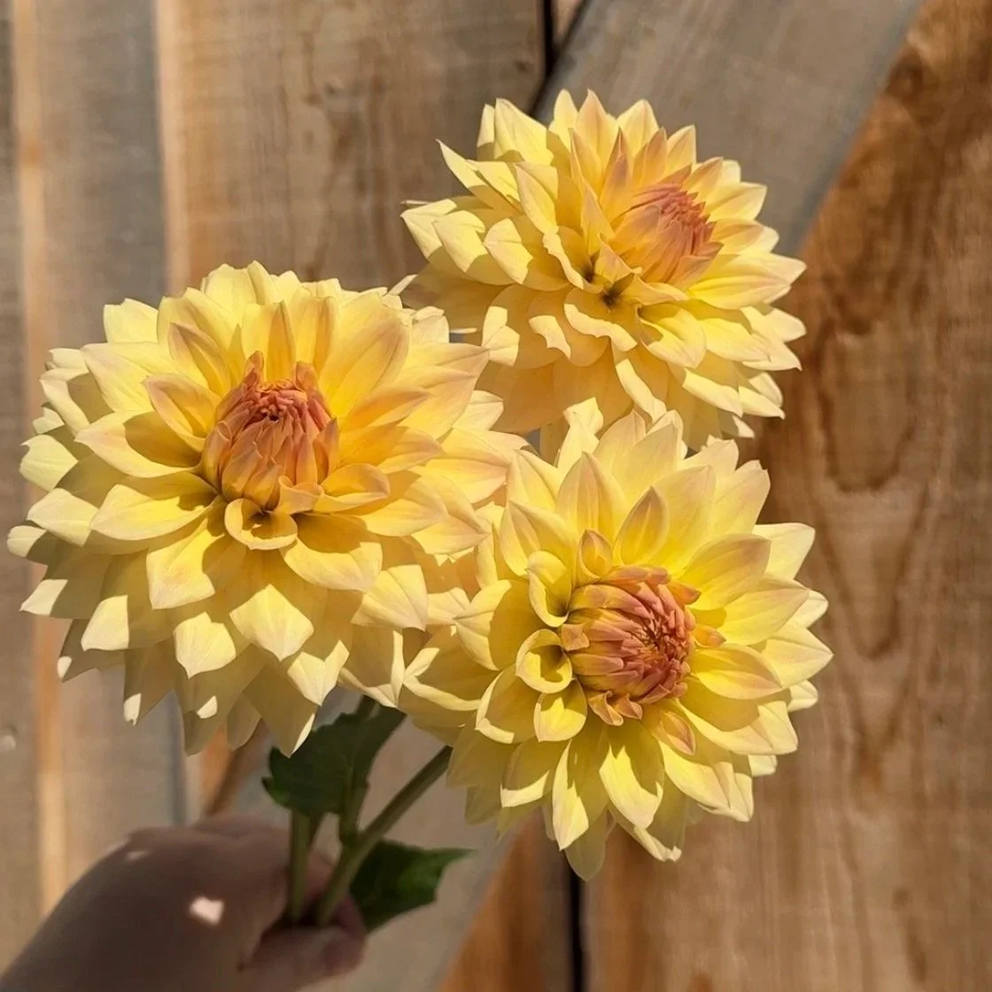 Canoz Jaguar Dahlia Tuber