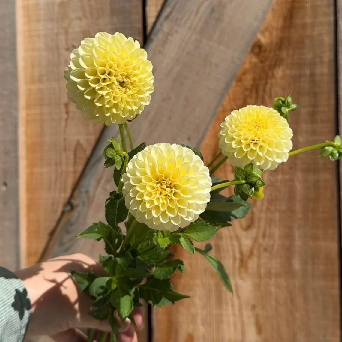 Creamy Dahlia Tuber