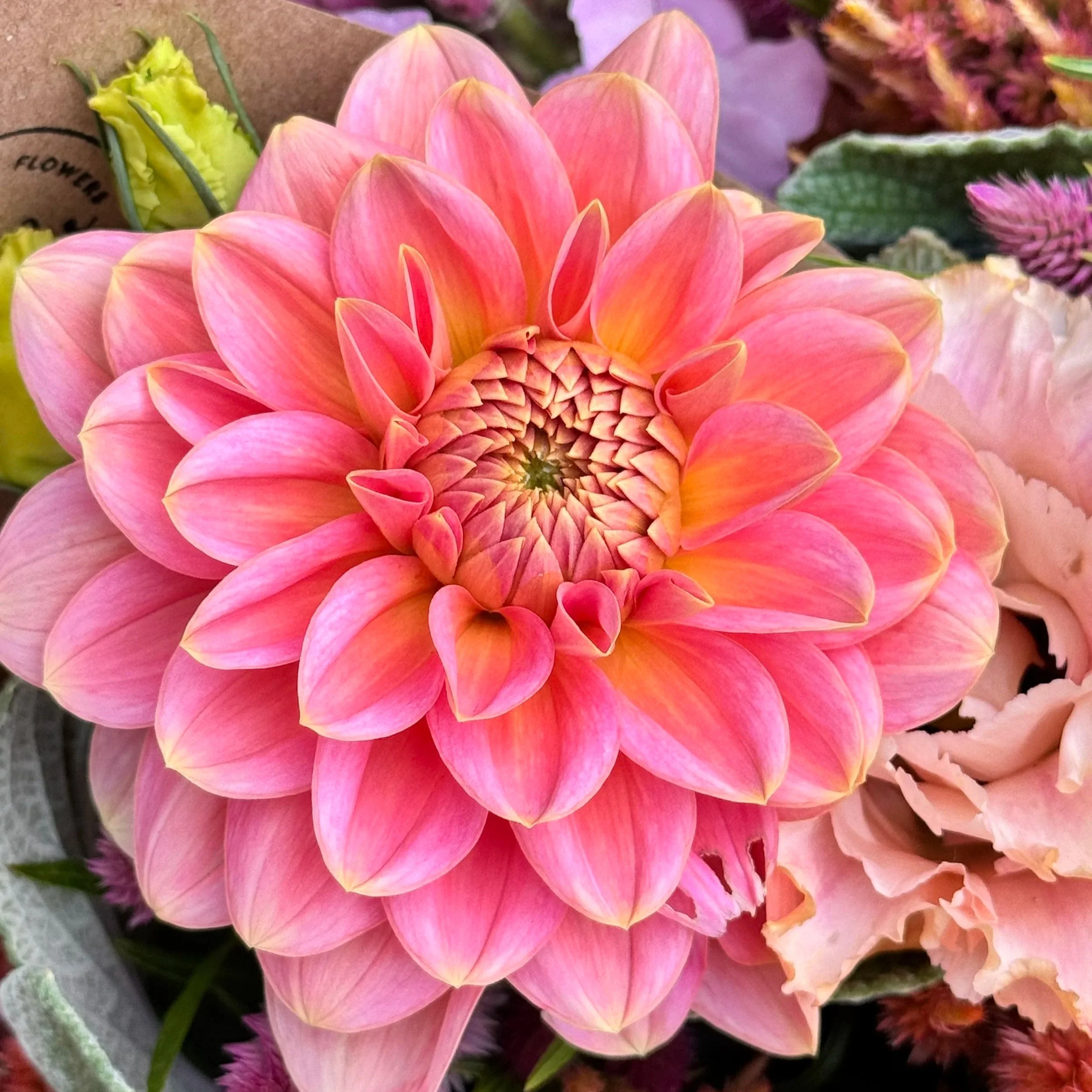 Rosario Dahlia Tuber
