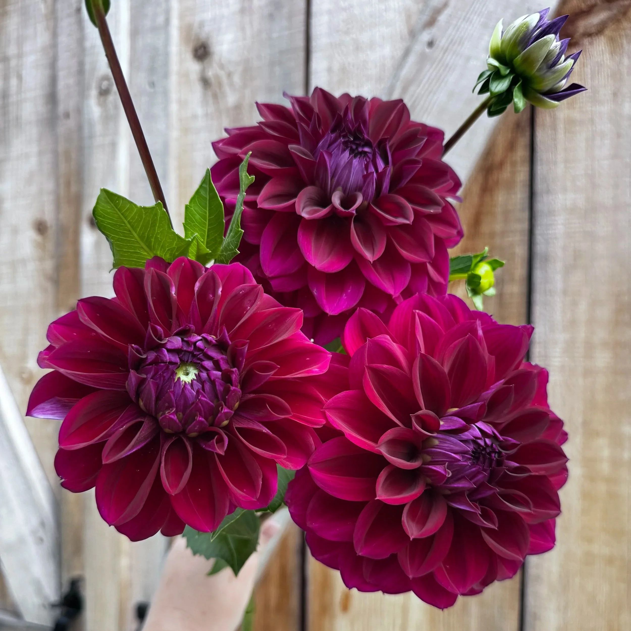 Diva Dahlia Tuber