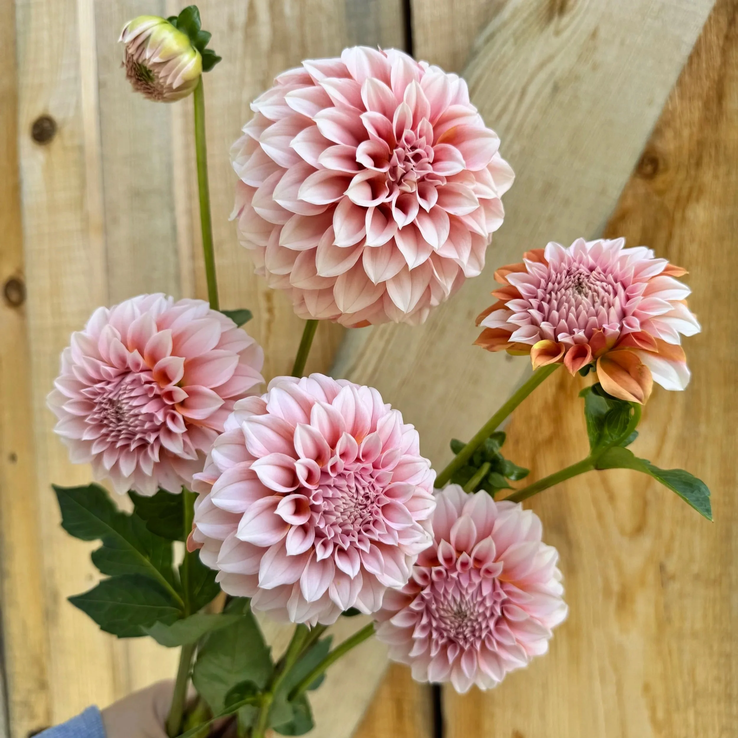 Peaches N Cream Dahlia Tuber