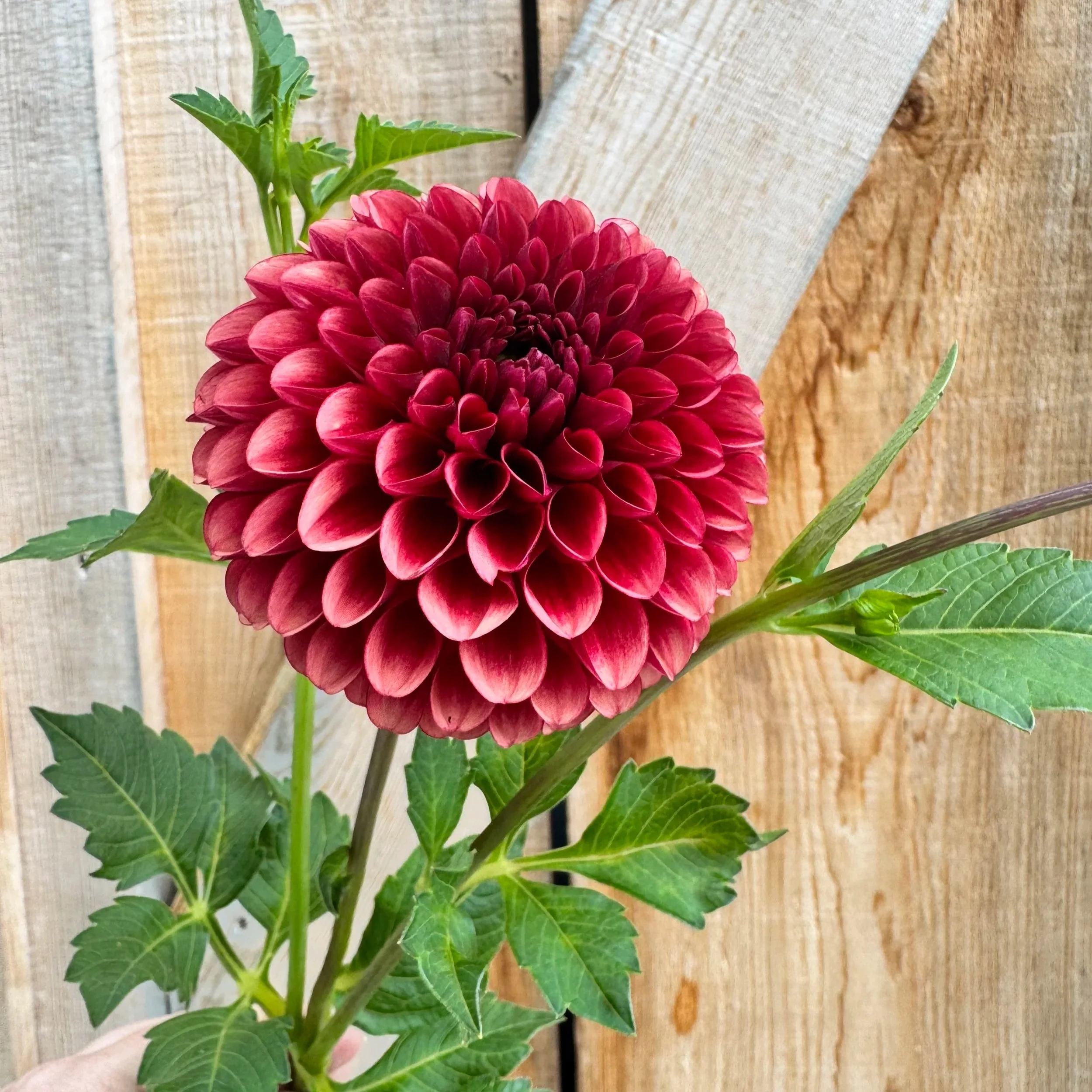 Copper Boy Dahlia Tuber