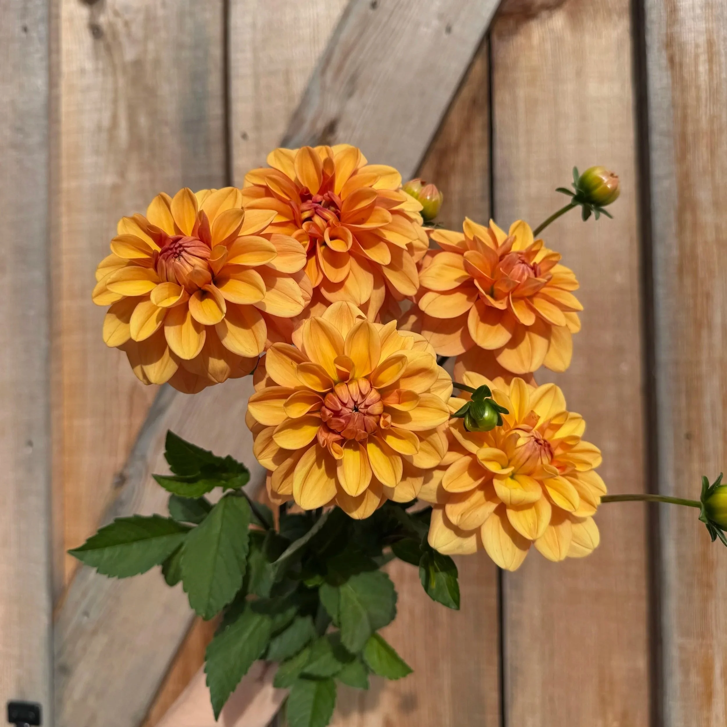 Ginger Snap Dahlia Tuber