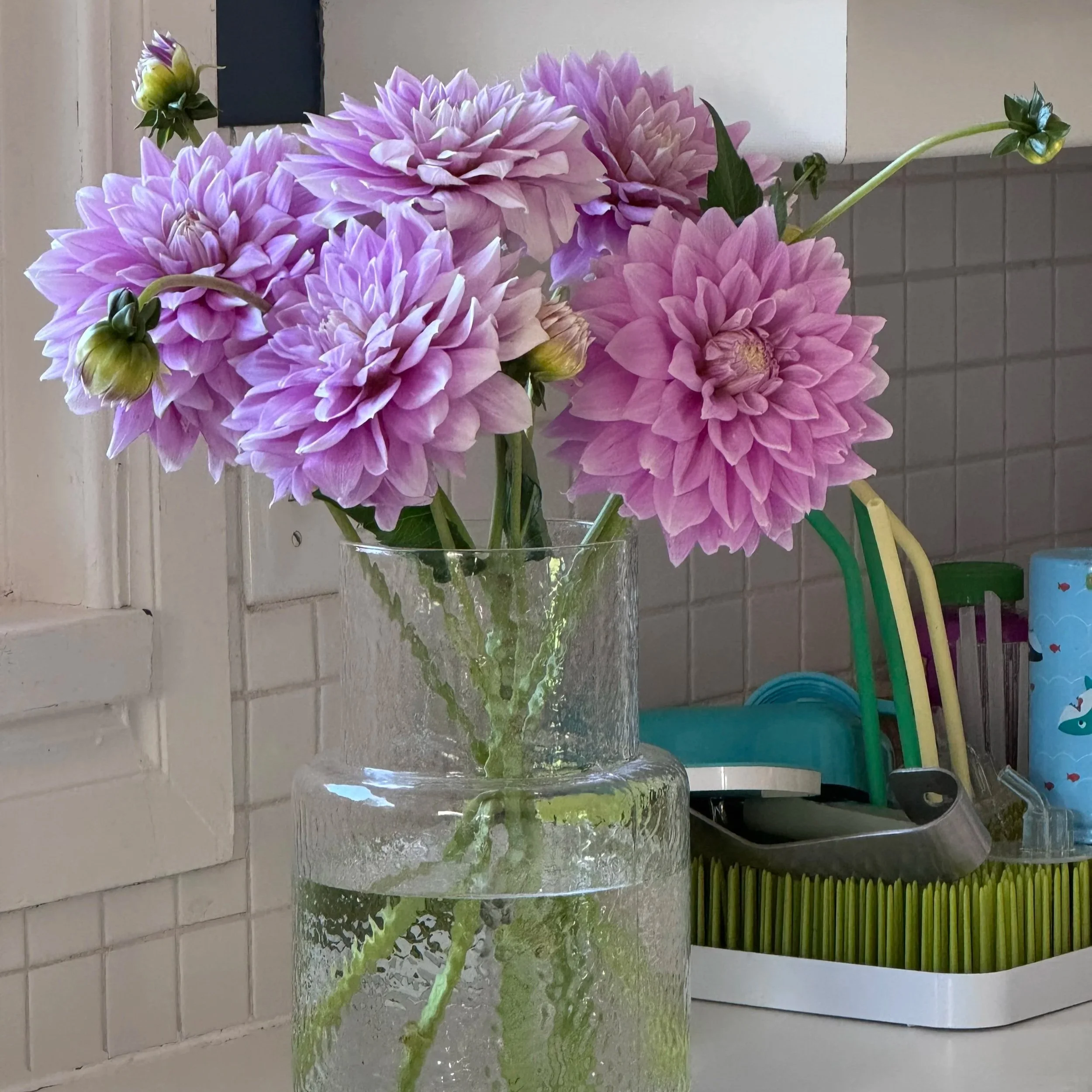 Ferncliff Inspiration Dahlia Tuber