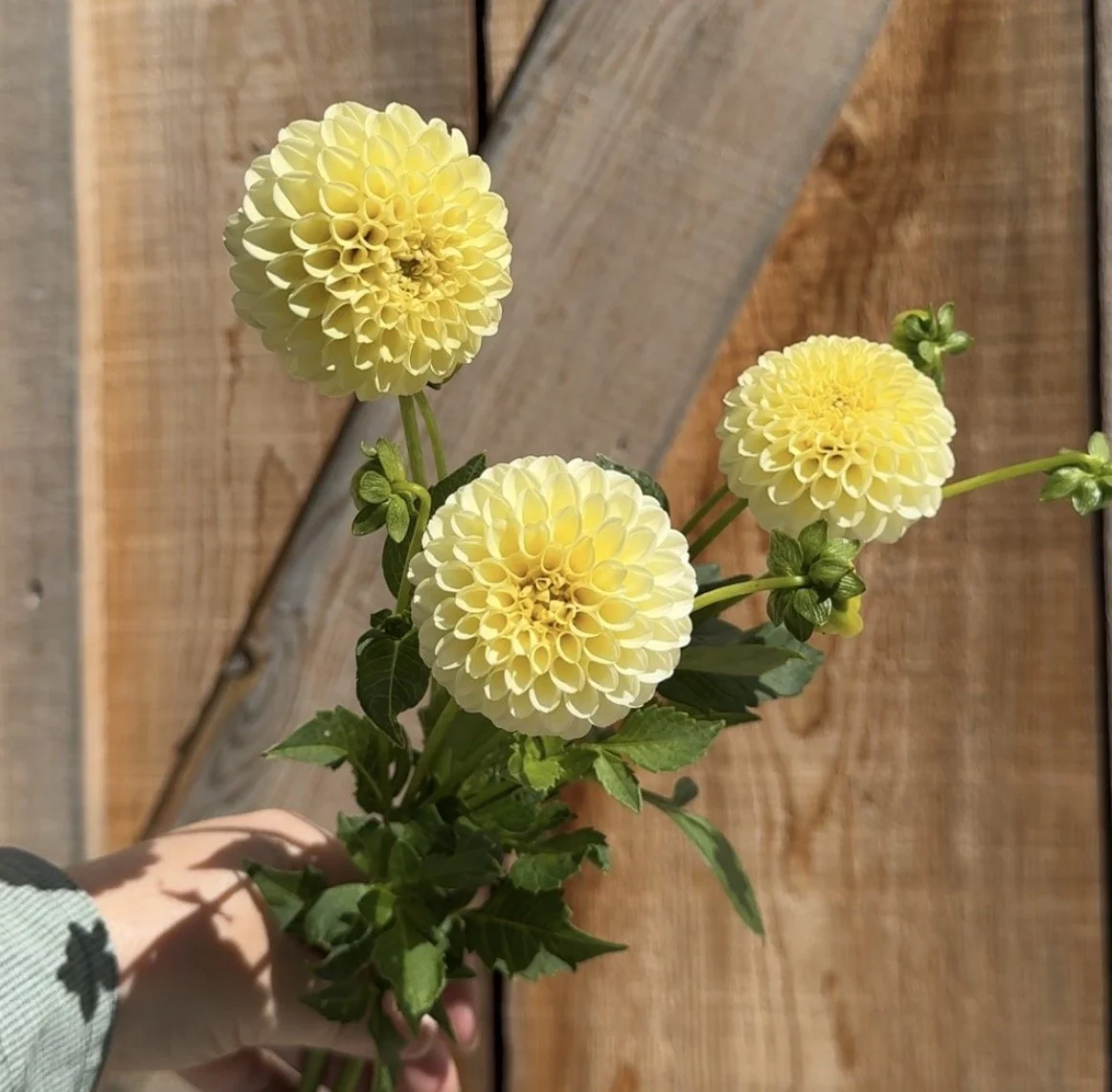 Creamy Dahlia Tuber