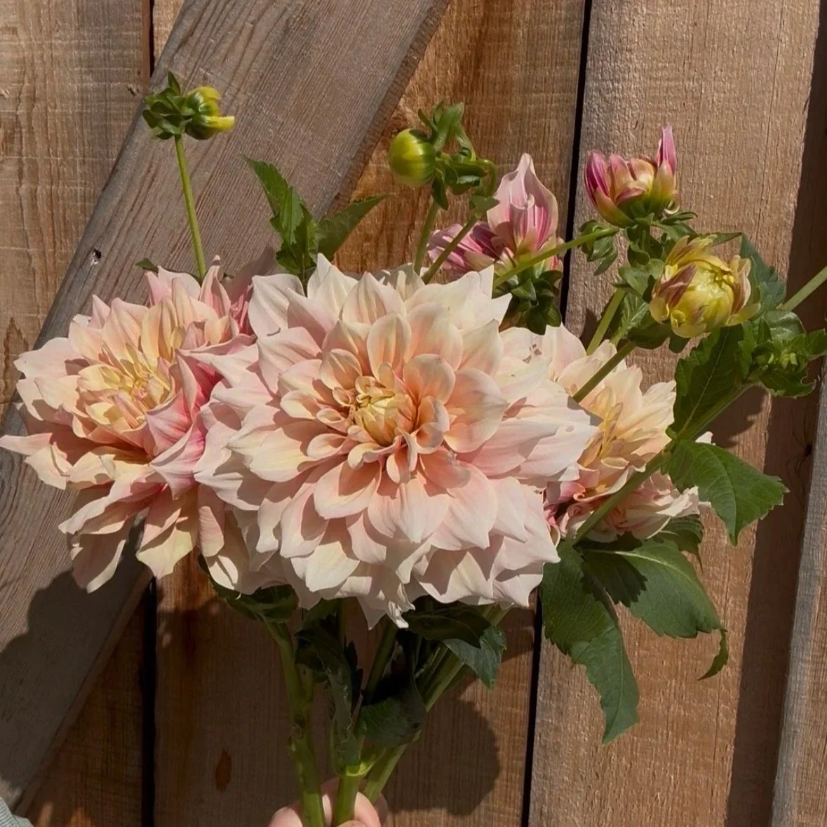 Breakout Dahlia Tuber