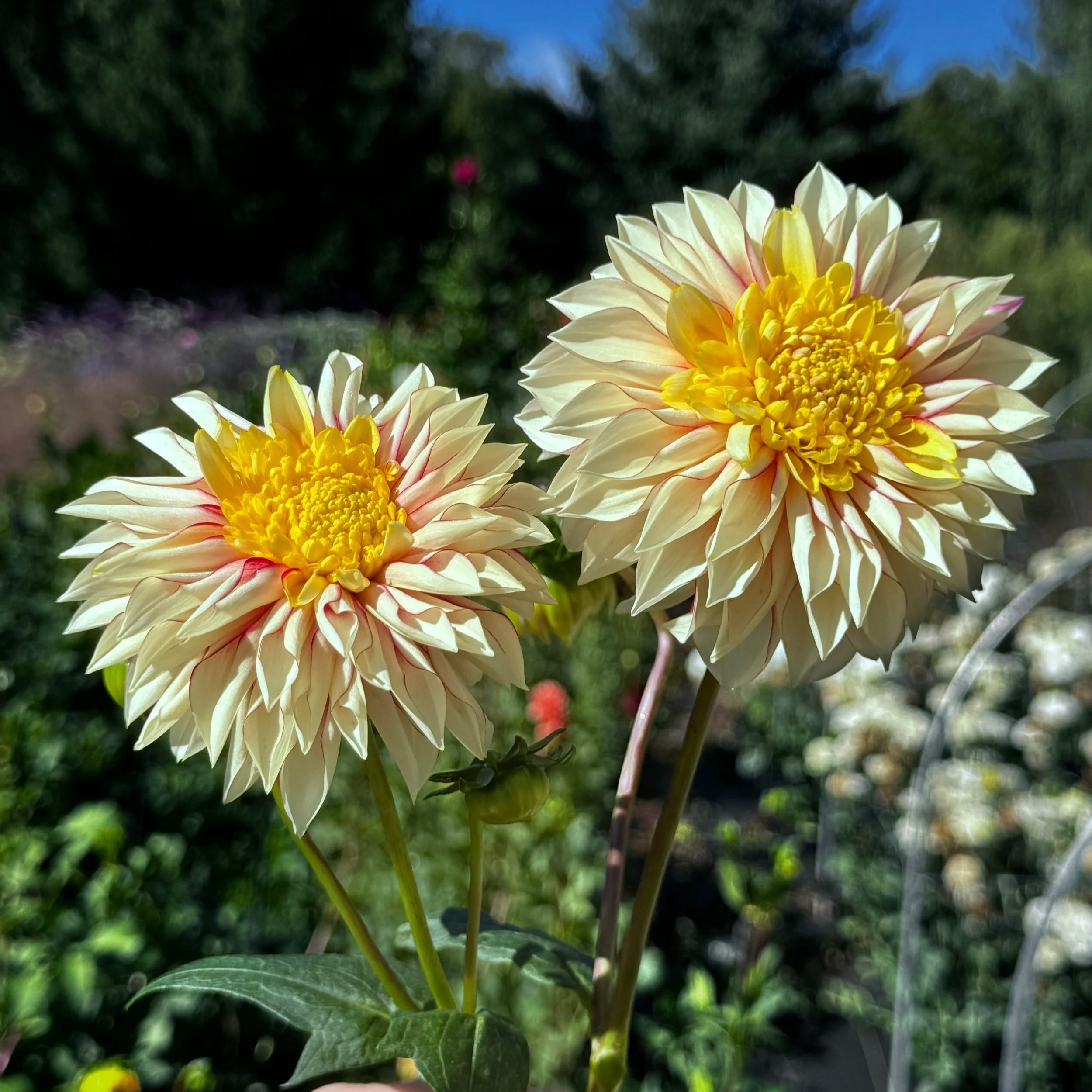 Polka Dahlia Tuber