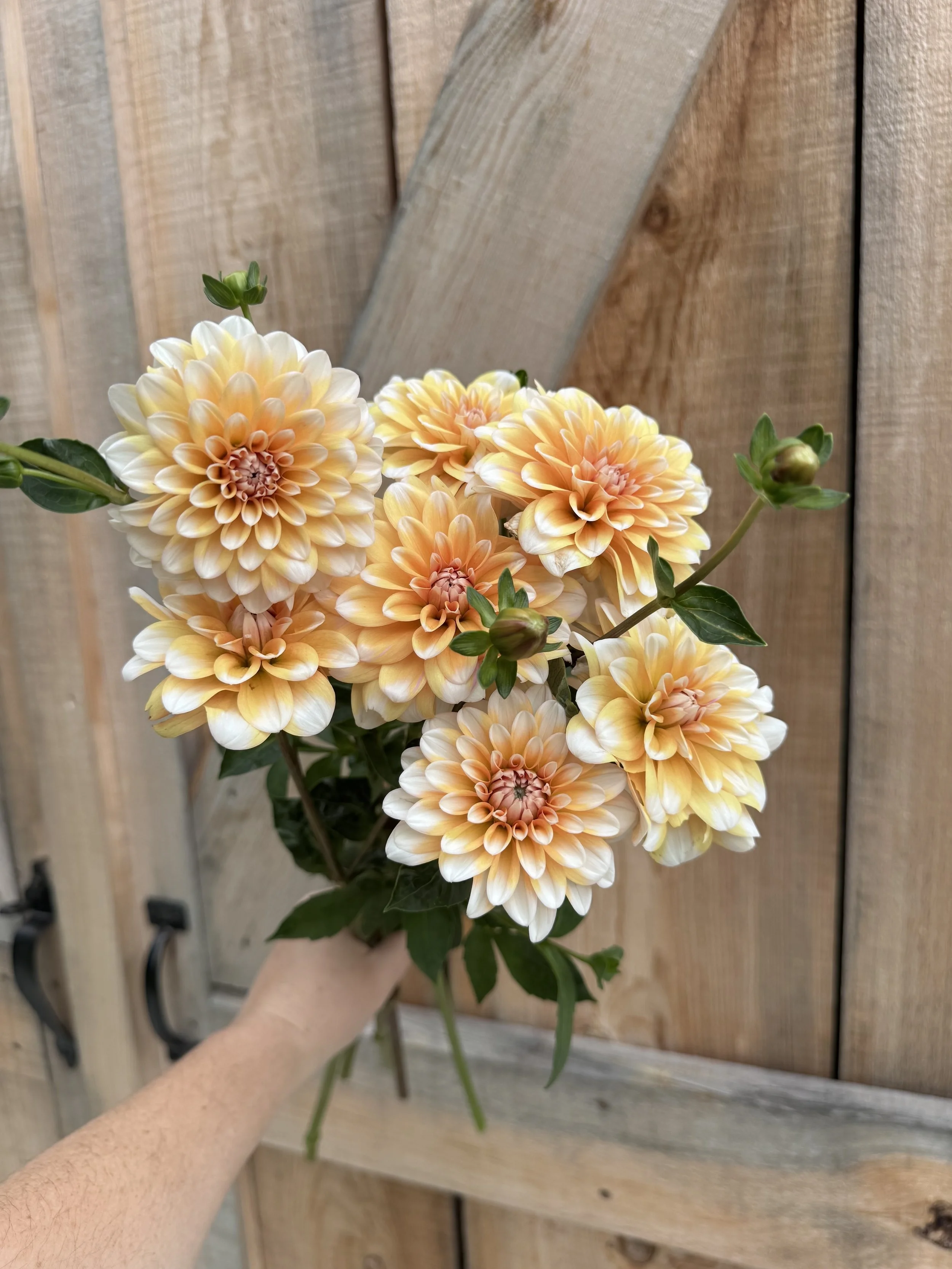 Orange Perception Dahlia Tuber