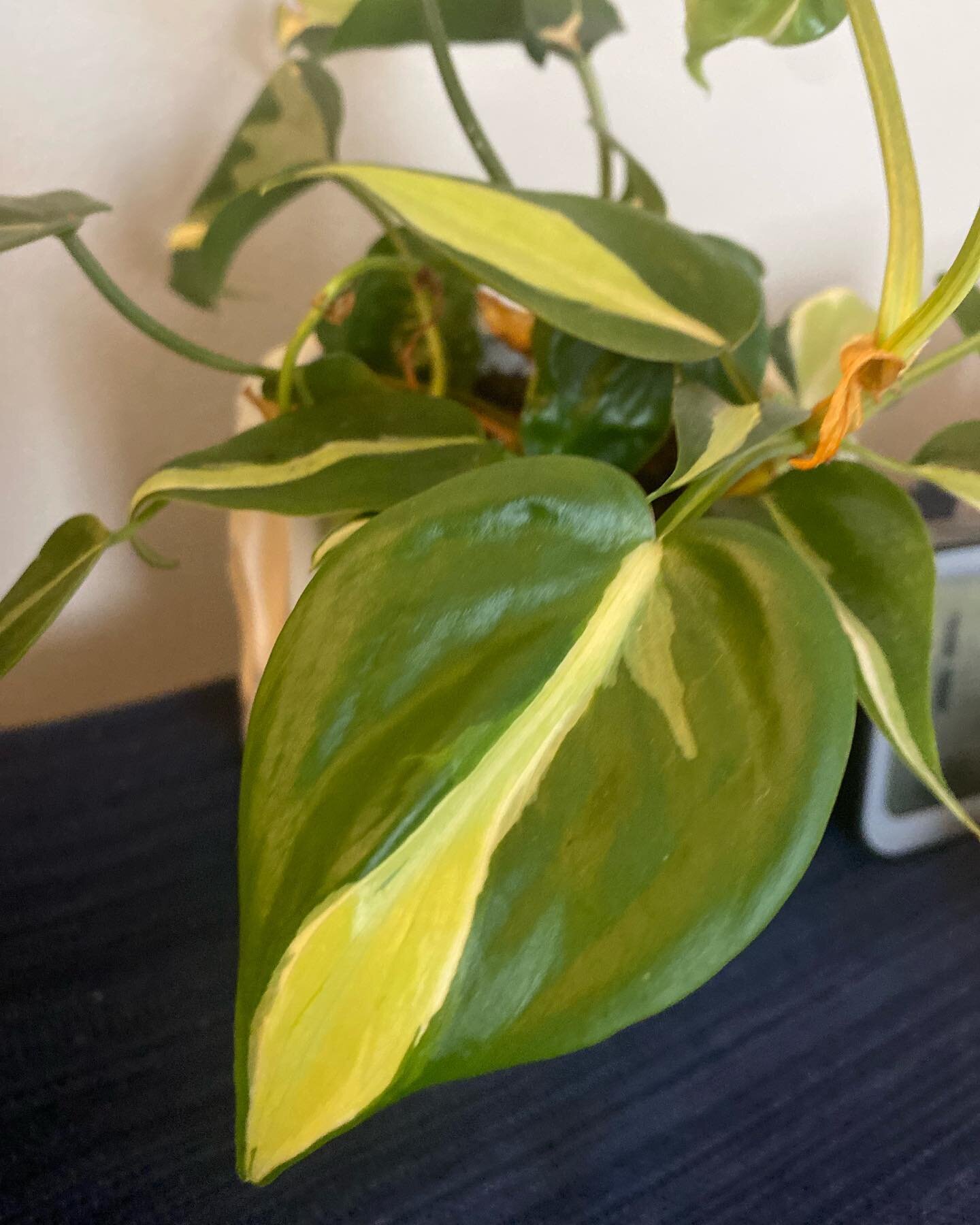 Brought this cutie into the studio to live. Philodendron cream splash, cousin to the Philodendron Brasil and Rio&hellip;.I love the variegation. My clients love the jungle in the studio and comment on how relaxing it is. What do you think?
*
*
*Follo