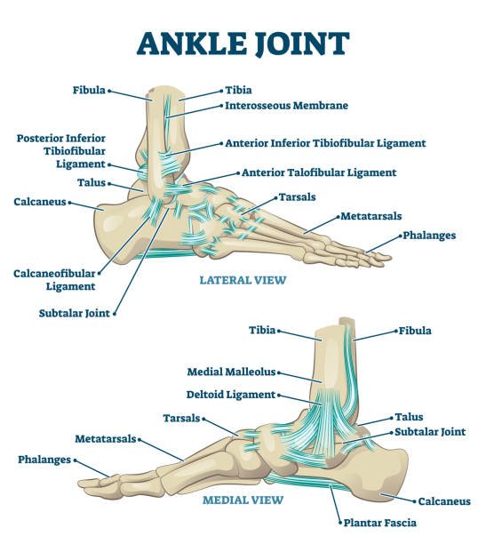 Ankle Stiffness And How To Increase Ankle Mobility - JW Physical