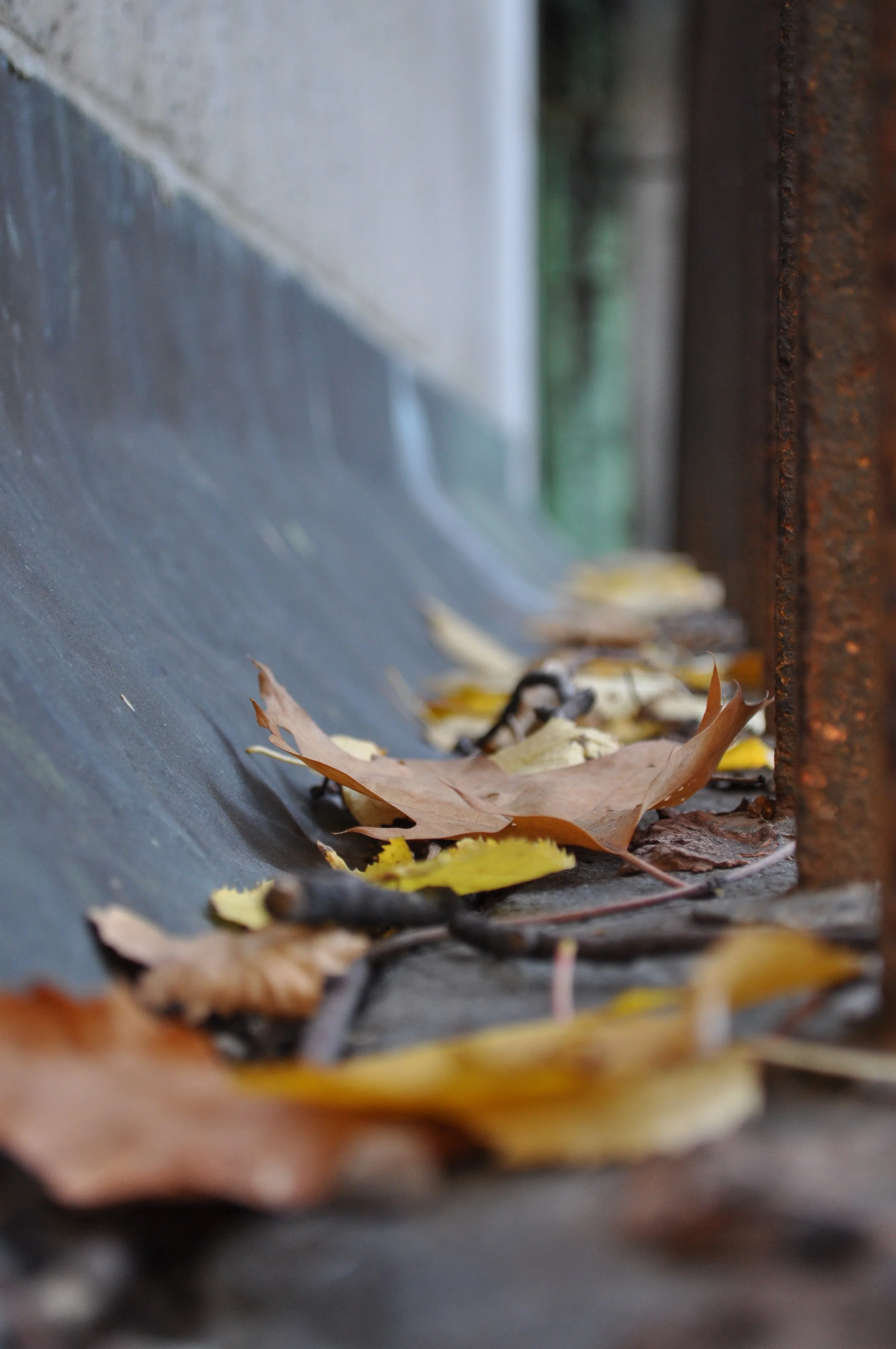 DSC_0975.JPG
