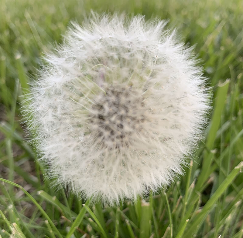 dandelion-cu.jpg