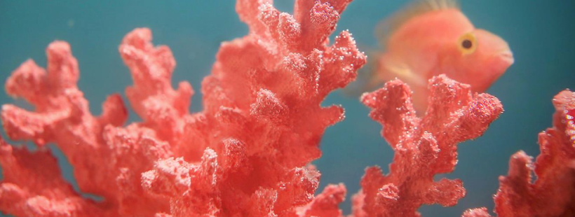 The significance of colour