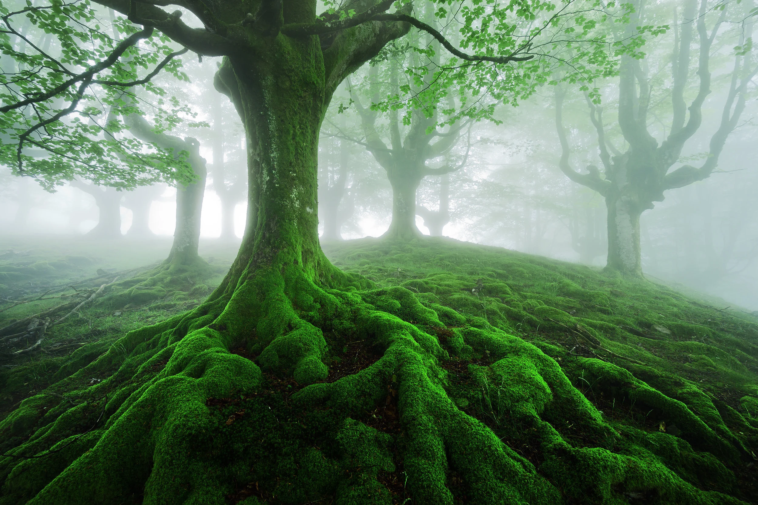 Roots.jpeg