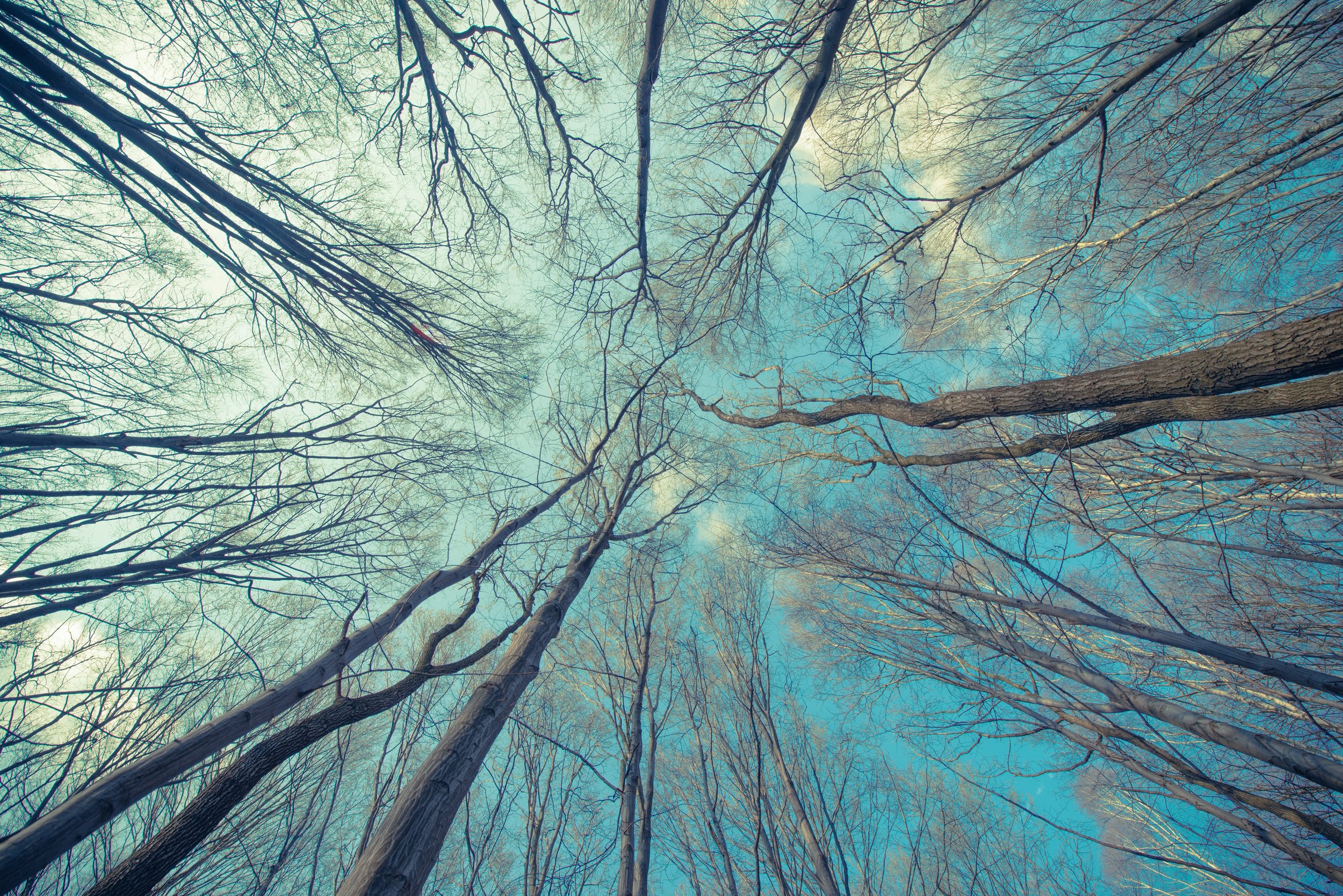 tree branches.jpeg