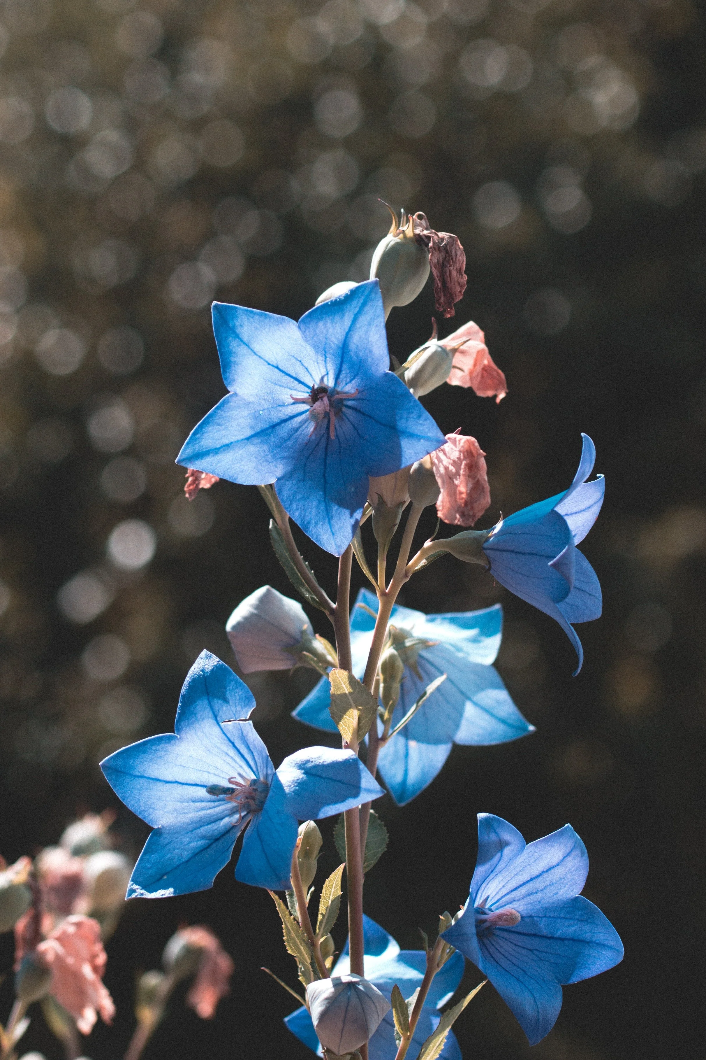balloon-flower-balloon-flowers-blue-blue-flower-1714461.jpg