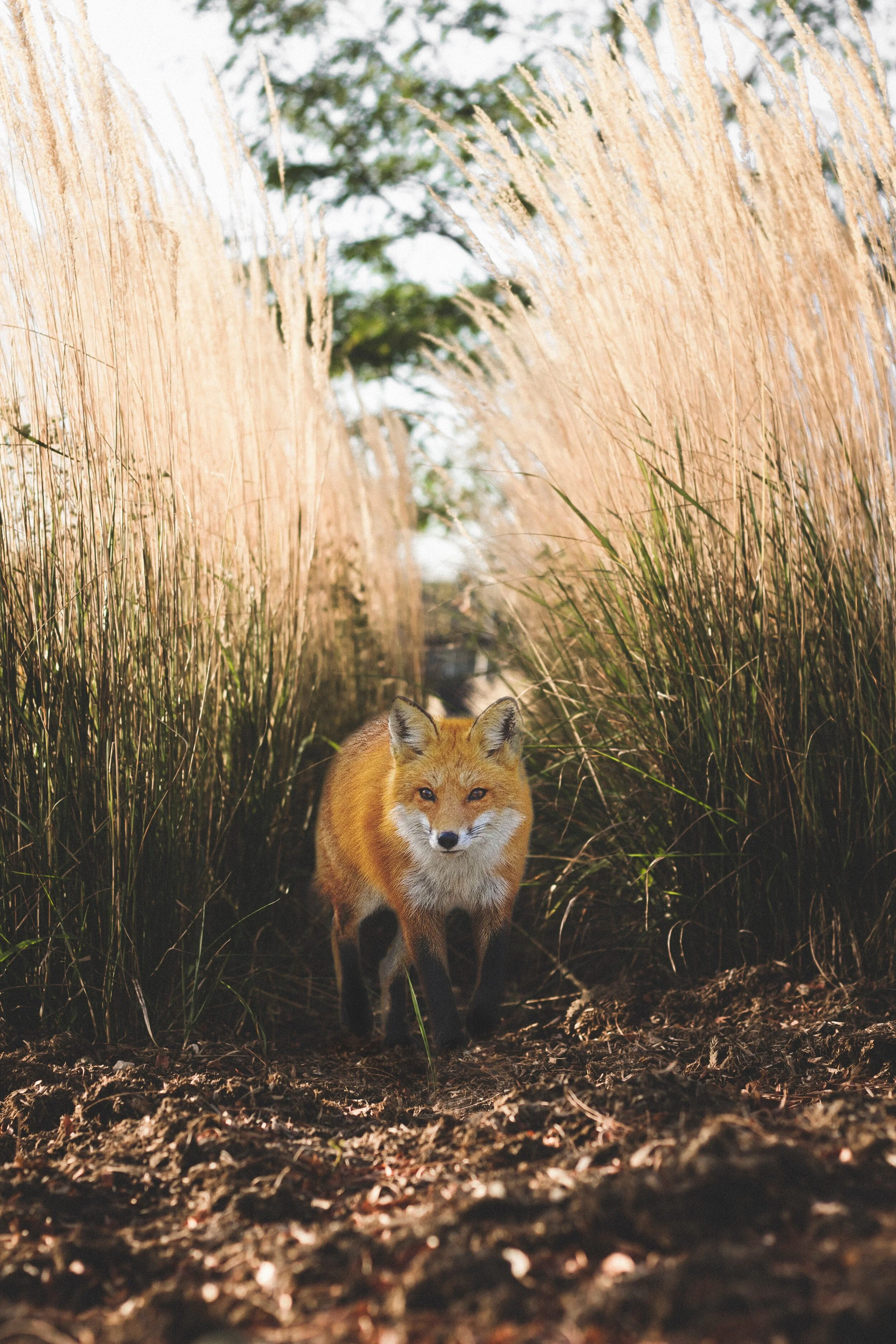 adventure-animal-field-fox-1730598.jpg