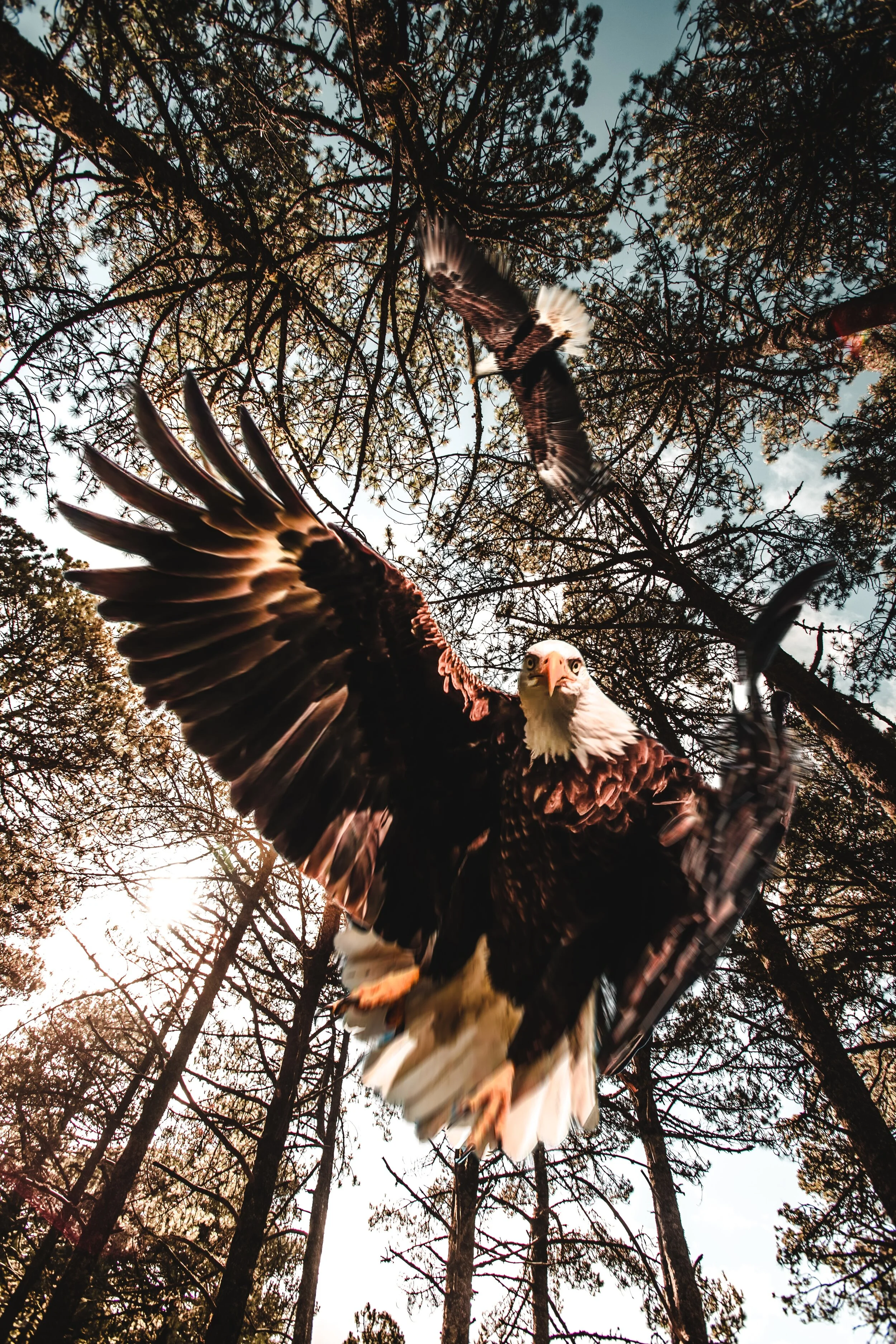 brown-and-white-eagle-flying-2782439.jpg