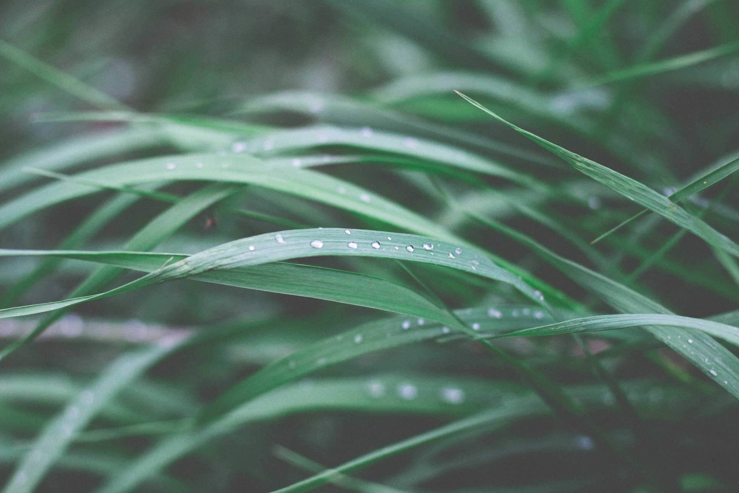 close-up-photography-of-green-leaf-plant-1697861.jpg