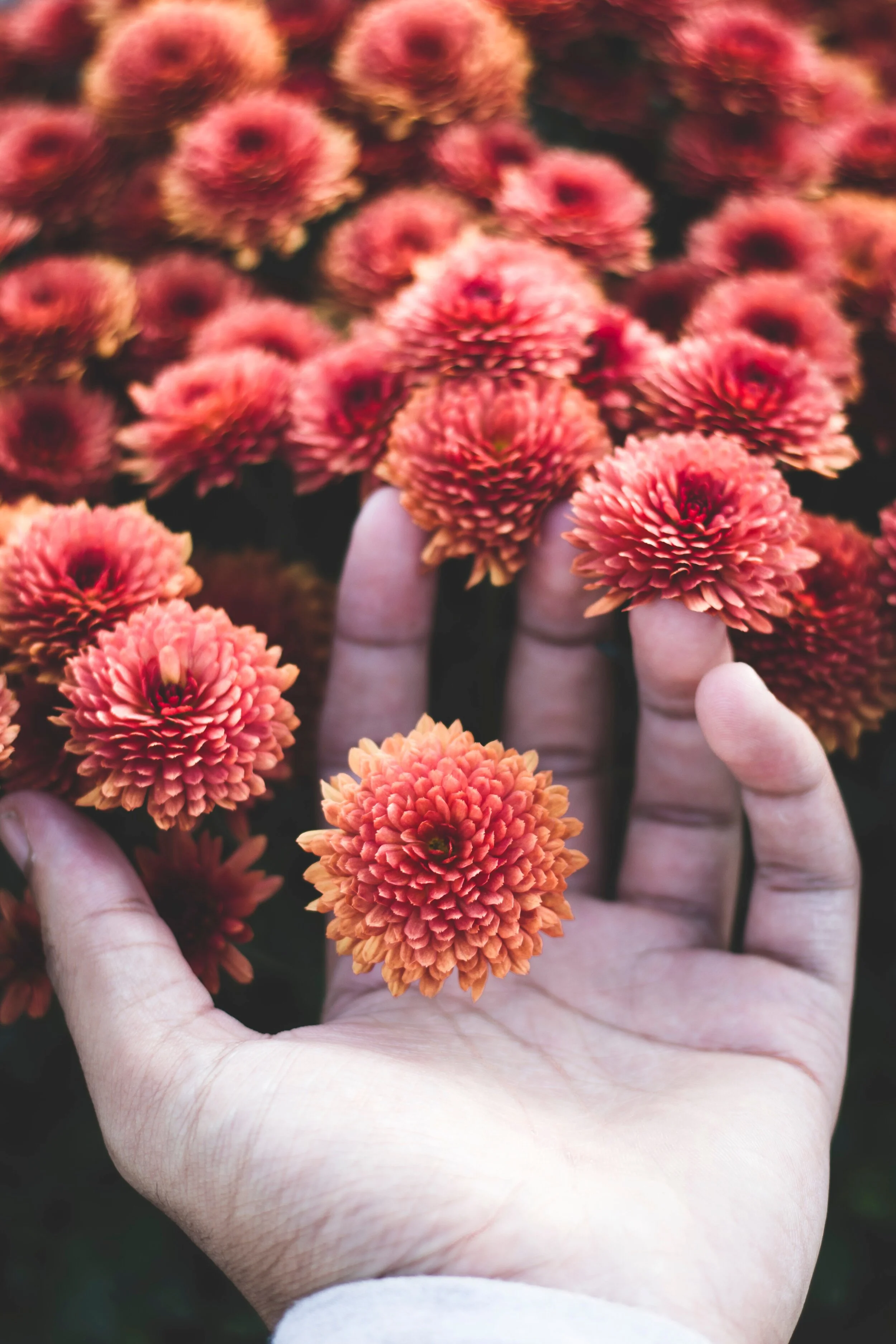 photo-of-person-holding-flowers-1717306.jpg