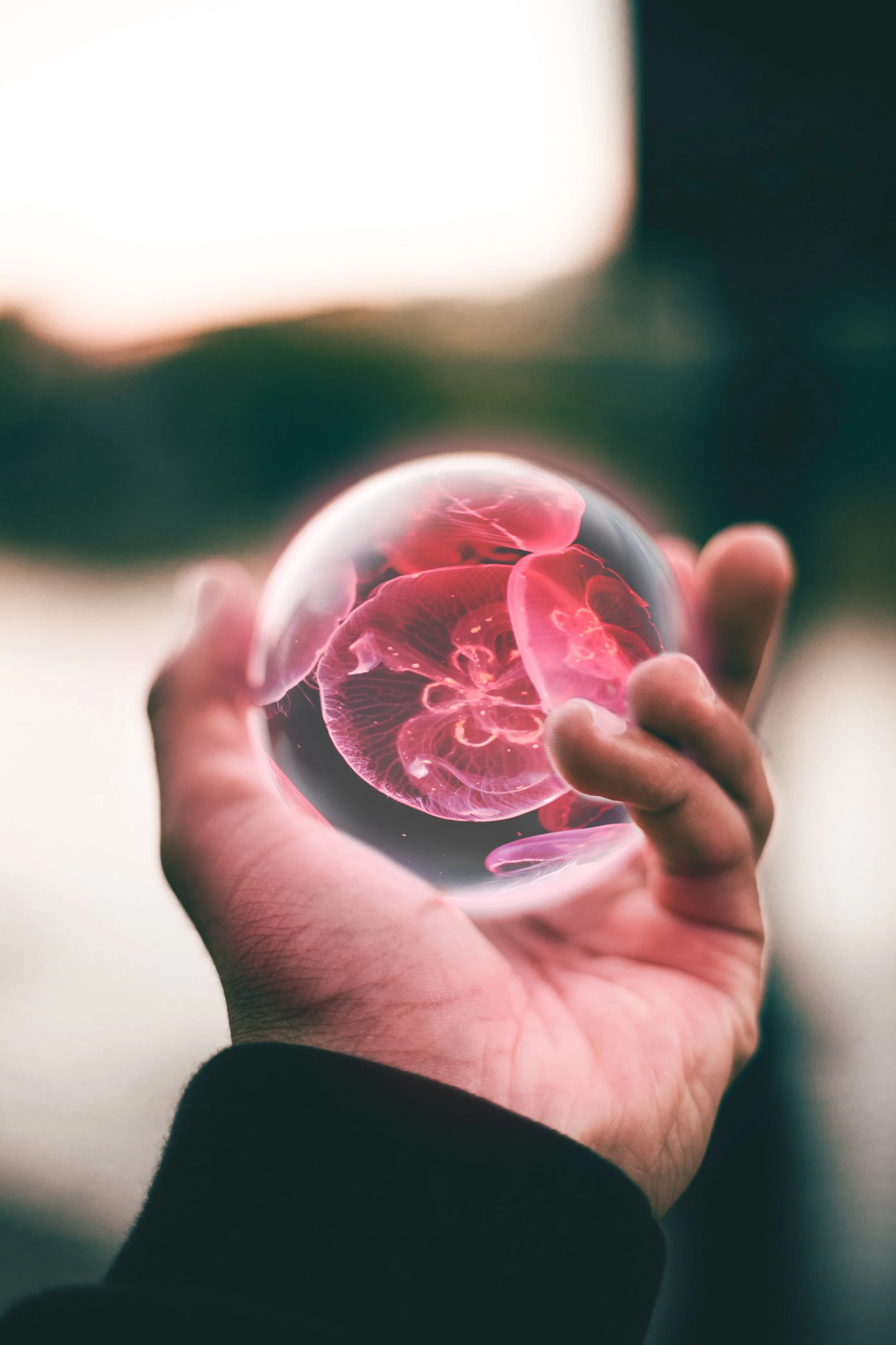 person-holding-clear-and-red-floral-ball-2814198.jpg