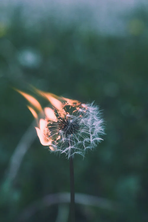 dandelion.jpg