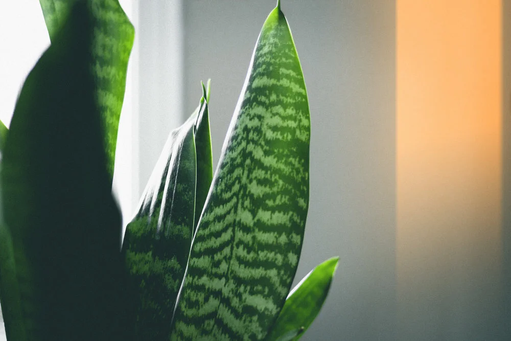 plant.jpg