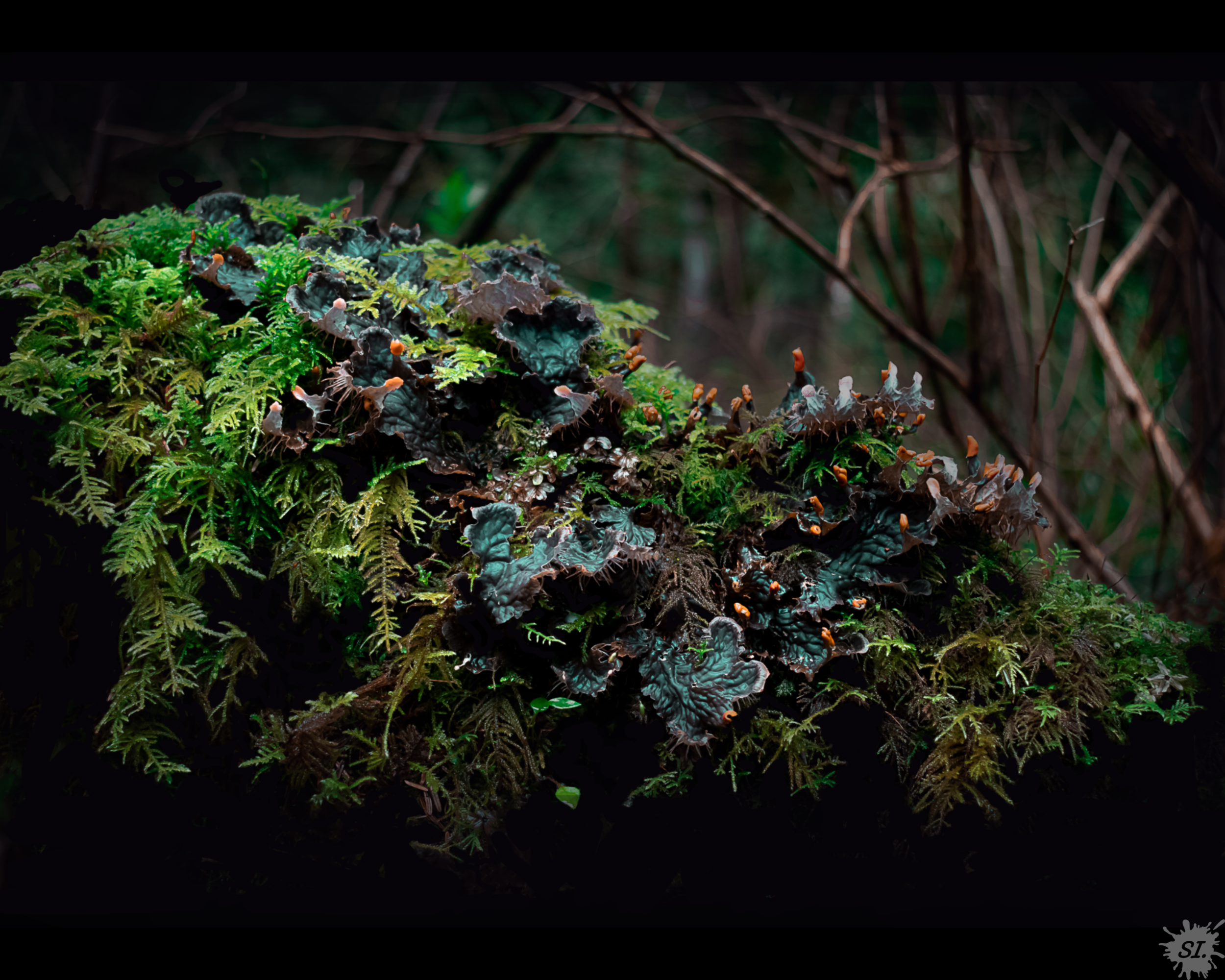 EFW _Earth_ 8X10.png