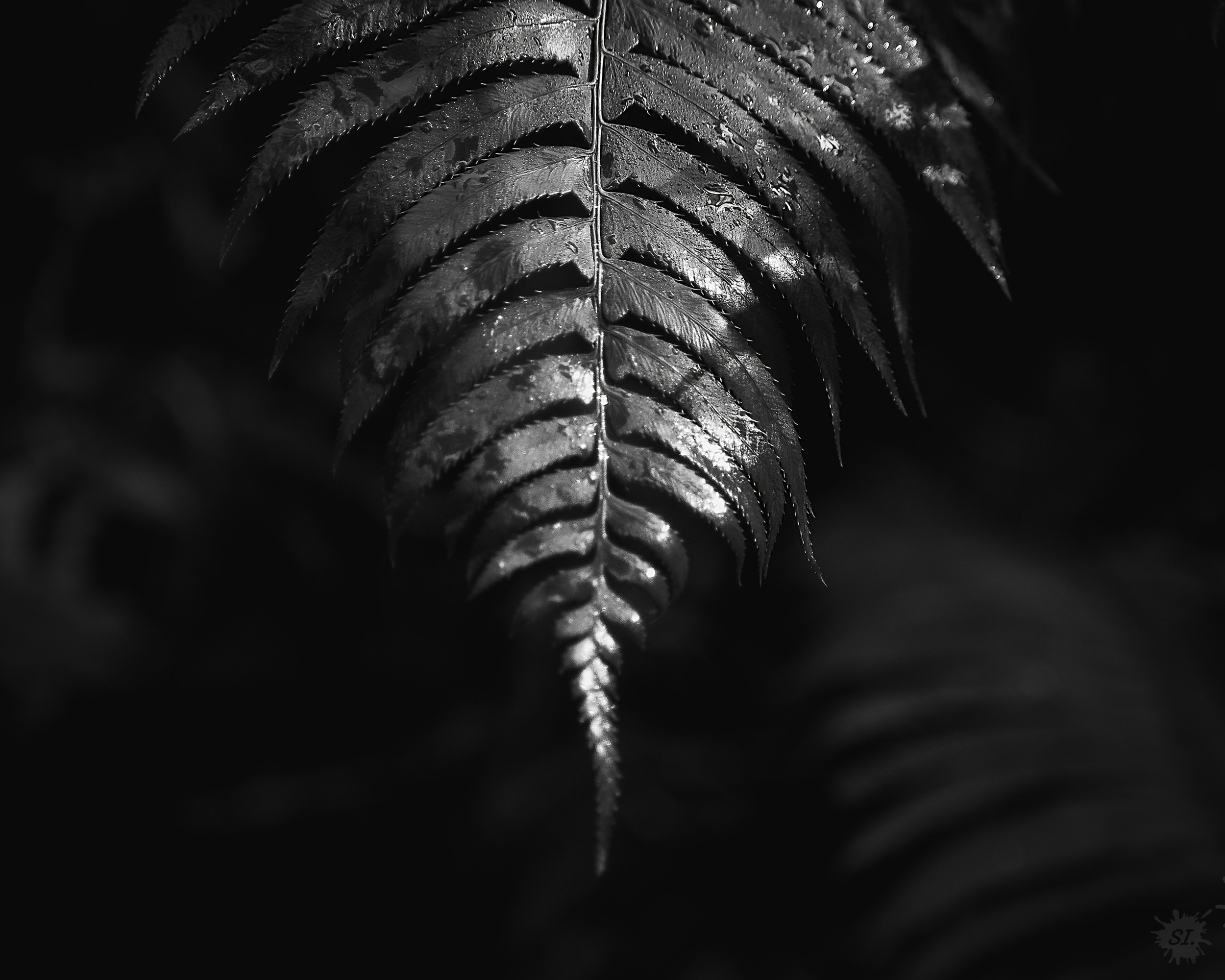 8X10 B&W Leaf 2.png
