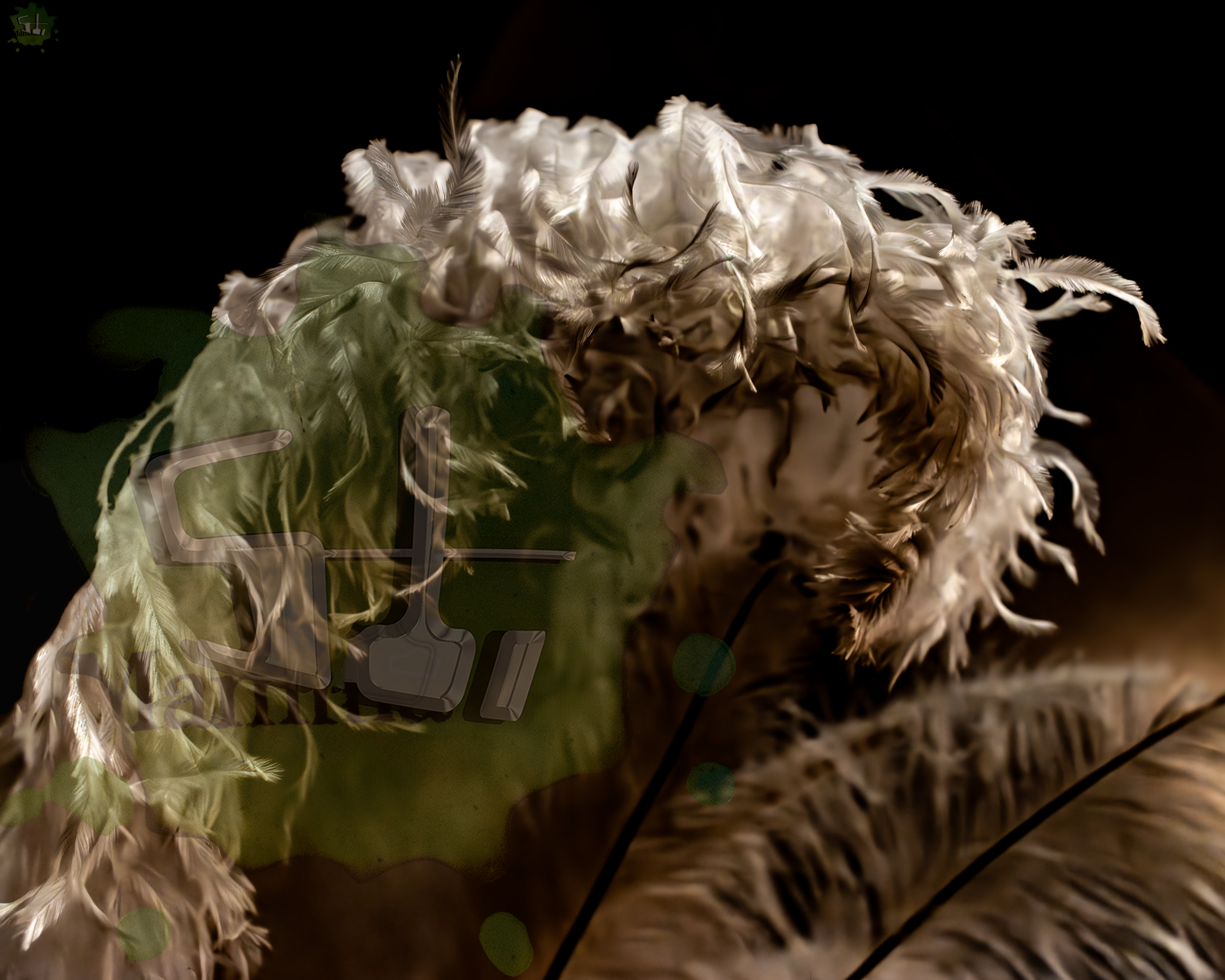 FEATHERS3141 16X20 WATERMARK.png