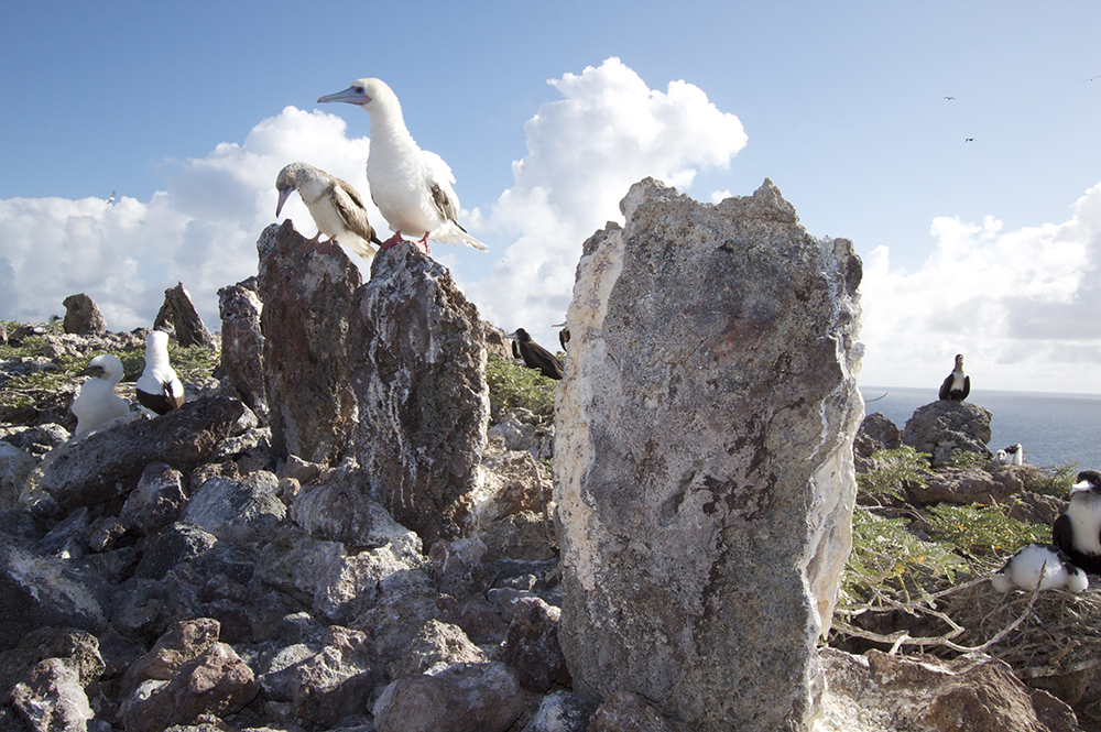 Island in Papahānaumokuākea © Kaleomanuiwa Wong