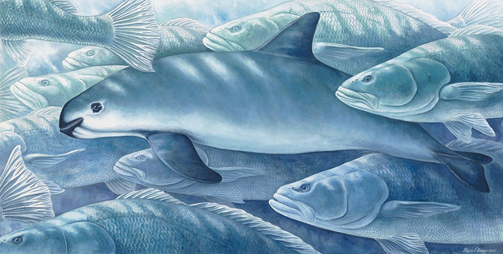 Vaquita and Totoaba © Rachel Ivanyi