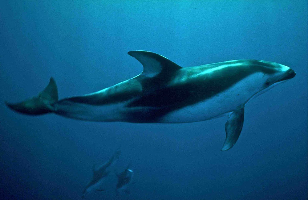 Vaquita