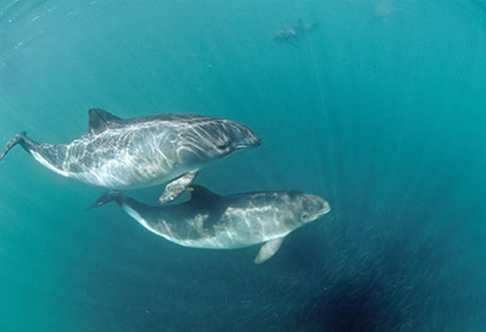 Vaquita