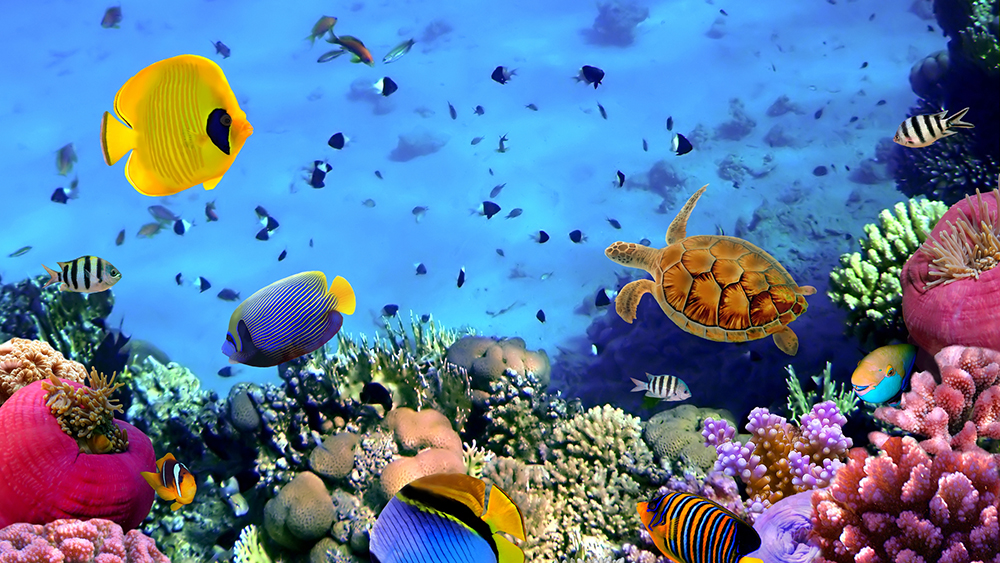 Belize Coral Reef