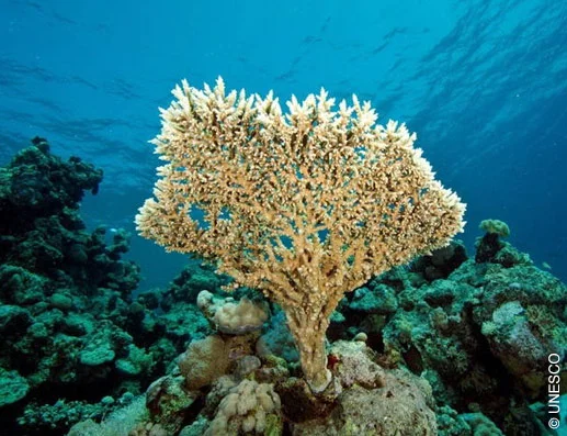 Good News for the Coral Reefs Come from New Caledonia