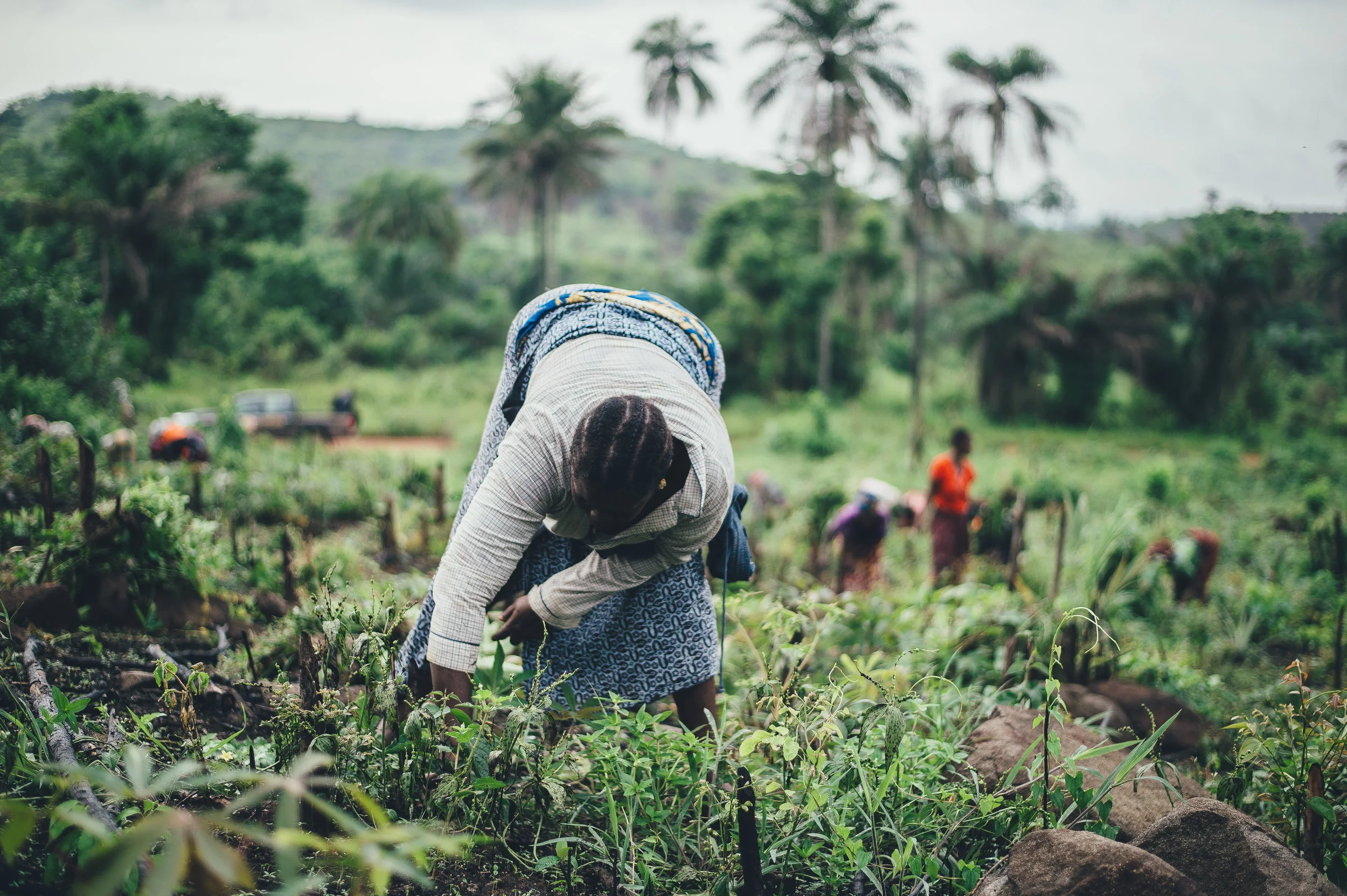 Foreign Workers in Malaysia: Case Study of Oil Palm in Johor and Sabah
