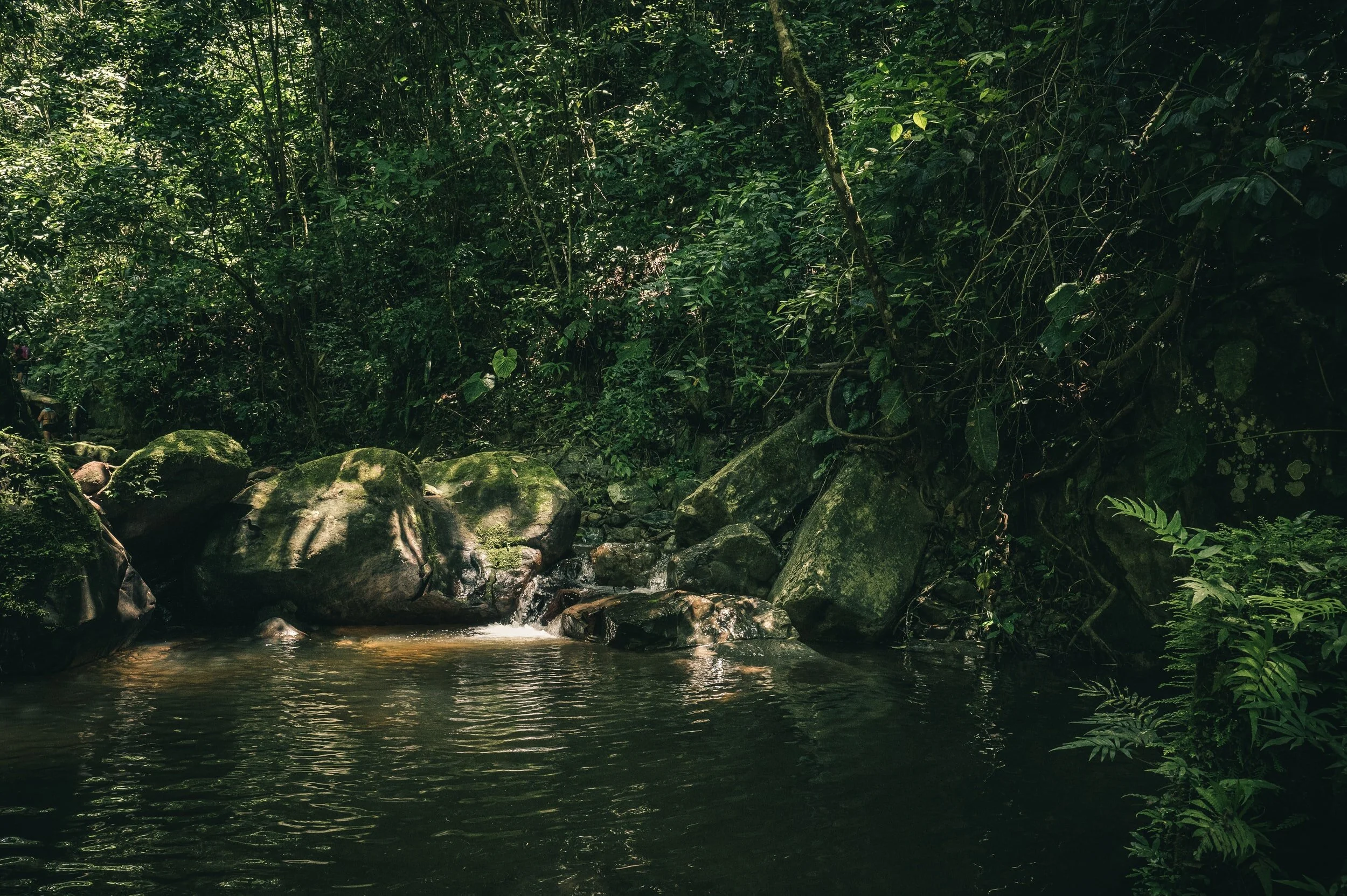 The Effects of Near-real-time Deforestation Alerts