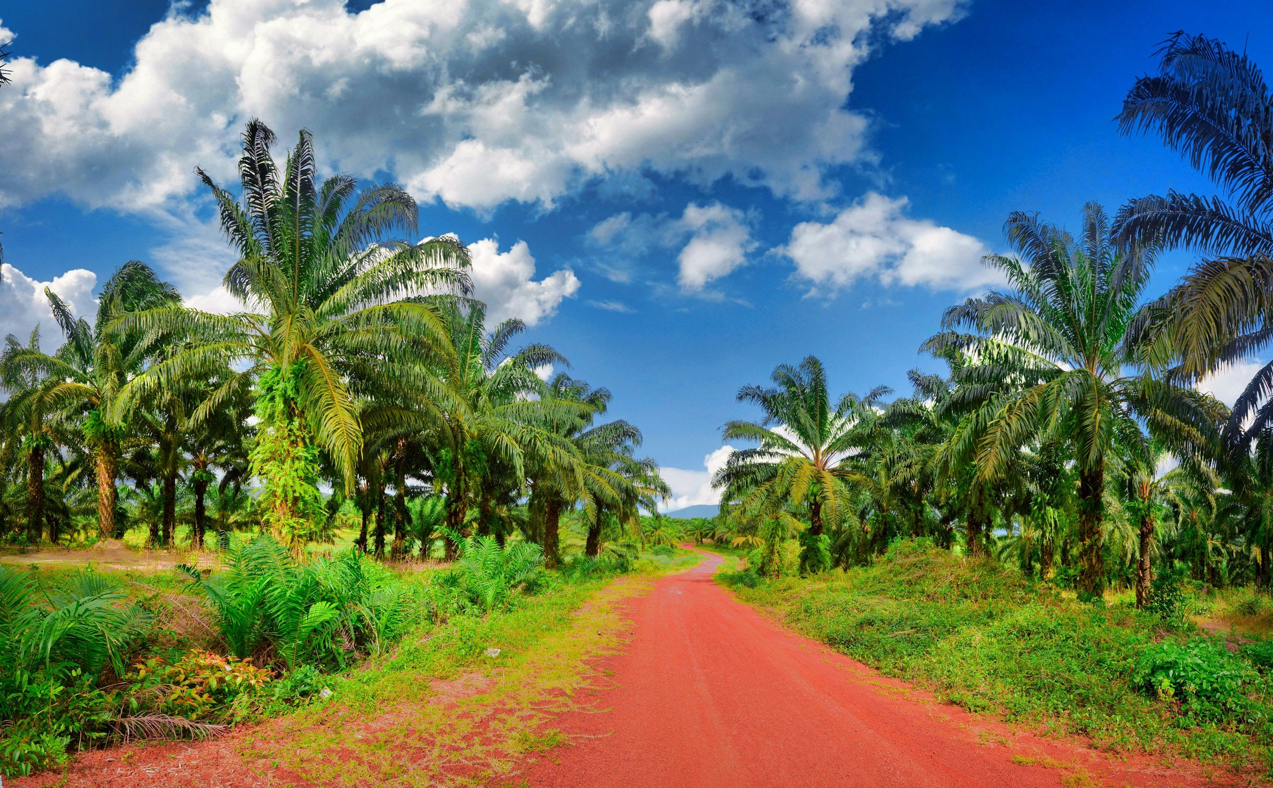 Updates from the 21st Indonesia Palm Oil Conference