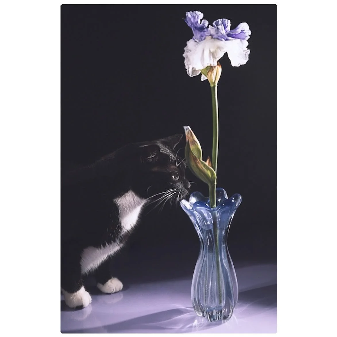 🐈&zwj;⬛🐈&zwj;⬛🐈&zwj;⬛